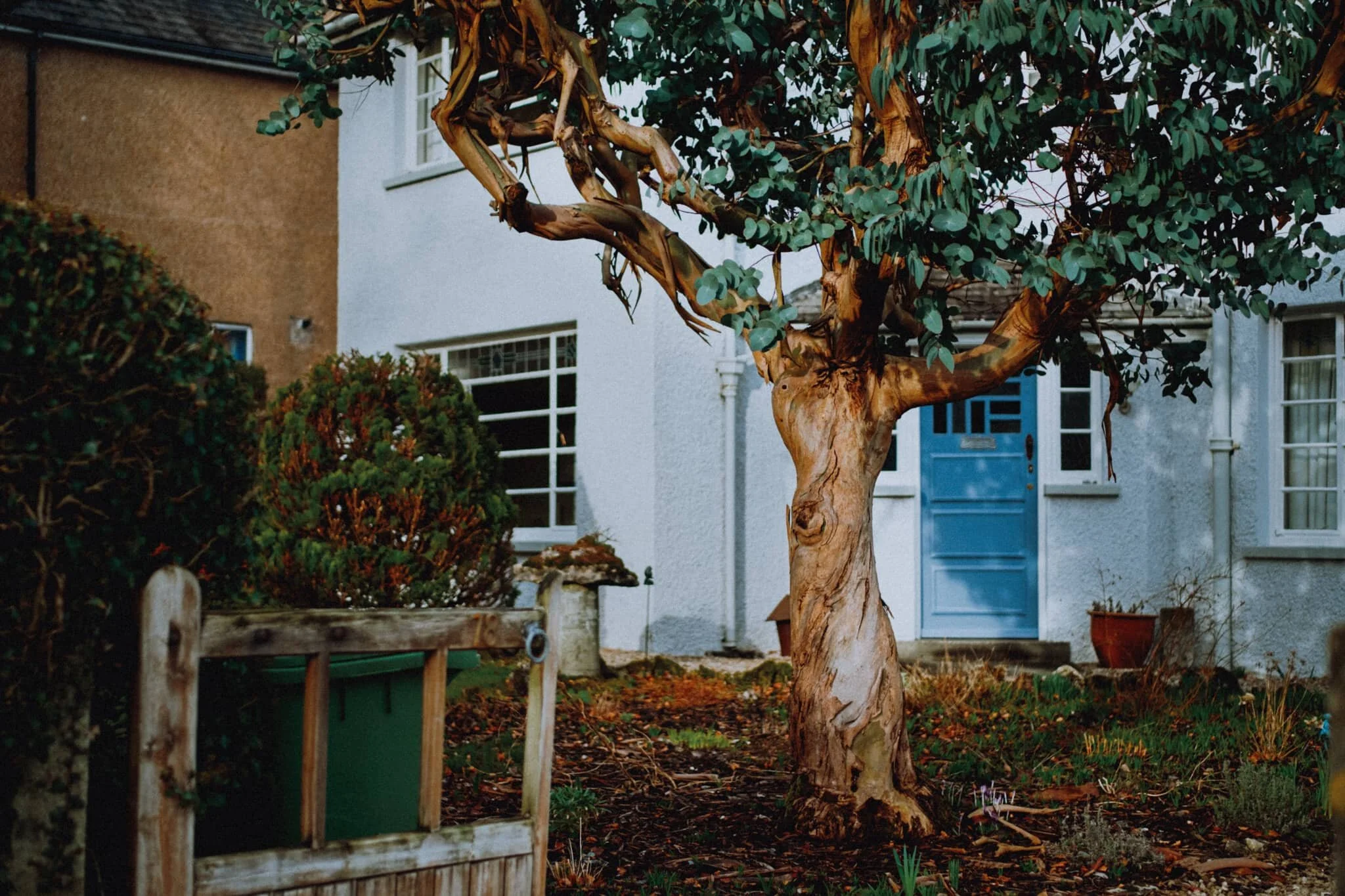  We had to stop and take photos of this wonderful tree proudly displayed in someone&rsquo;s front garden. No idea what type it is, looks like some sort of eucalyptus. Any ideas? 