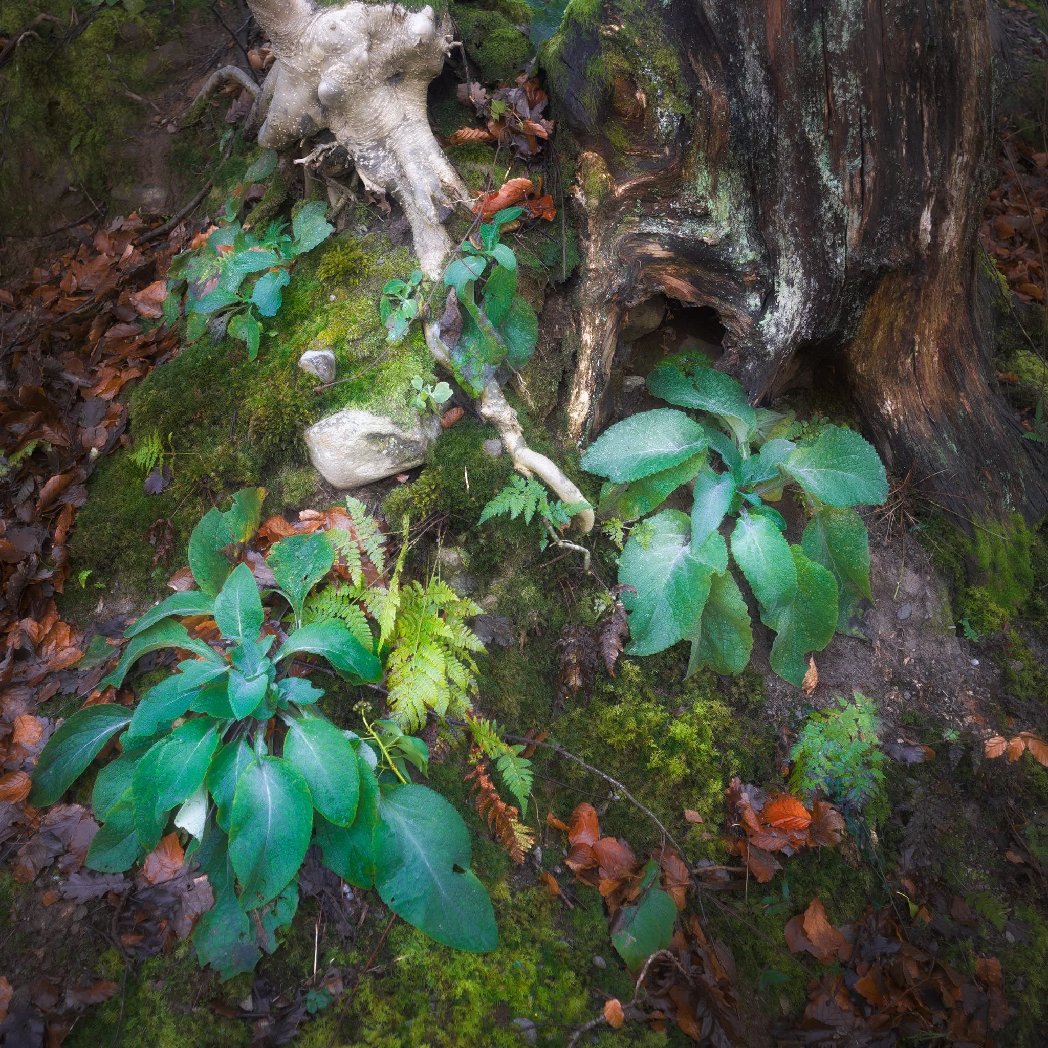  After stopping for delicious hot brews at  Force Cafe , we followed the trail back down to the town. By the side of the road, this still life-esque scene revealed itself to me, and so quickly I quickly nabbed a composition. 