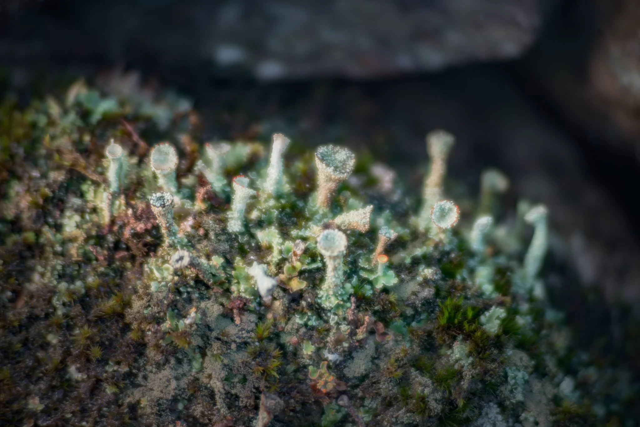  My 70–210mm also has a macro mode, which I used to try and capture these beautiful and tiny  Cladonia pyxidata  lichen. 