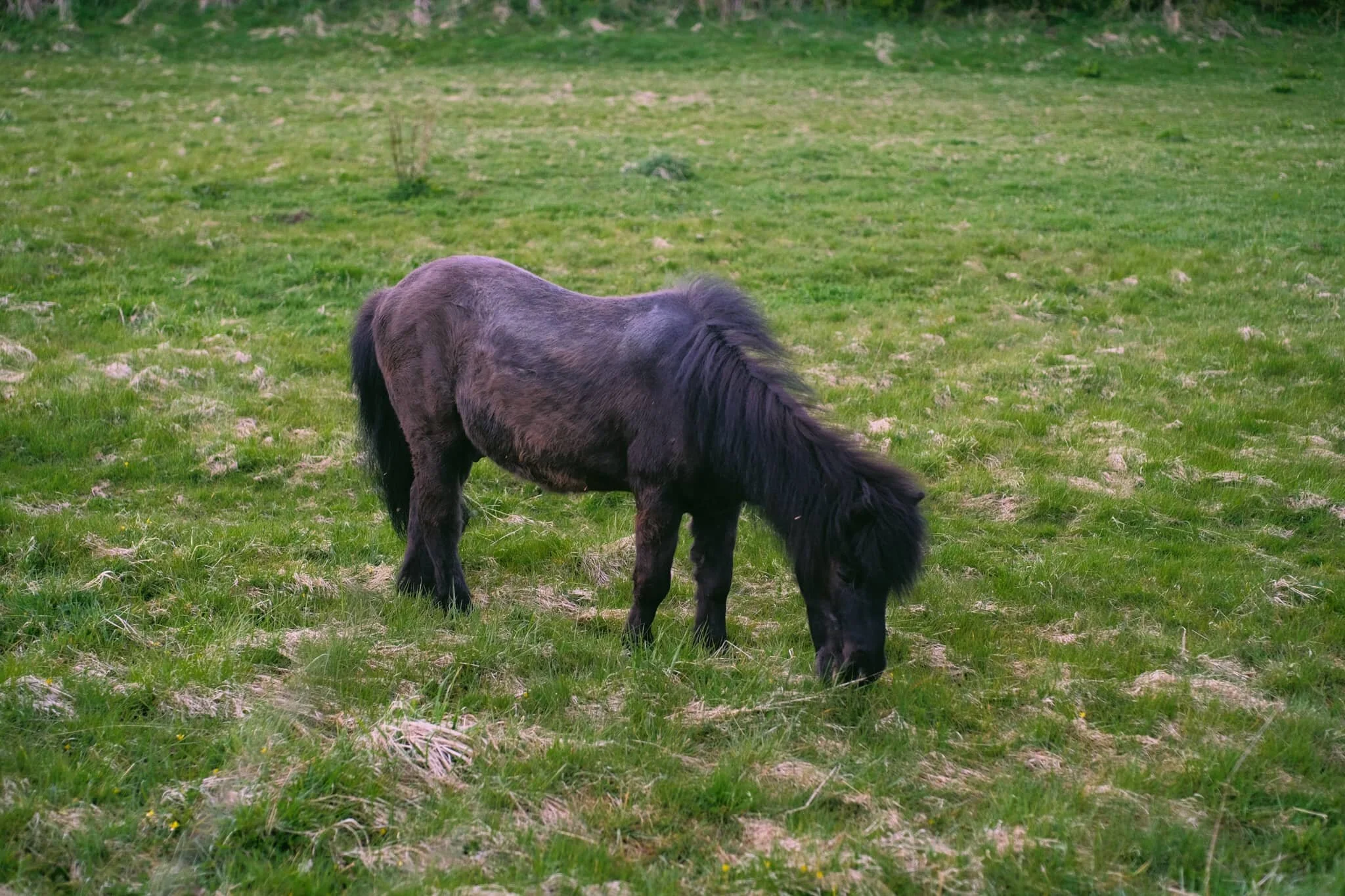 On the outskirts of Helton, a cute pony had zero interest in our offers of friendship. Fair enough.