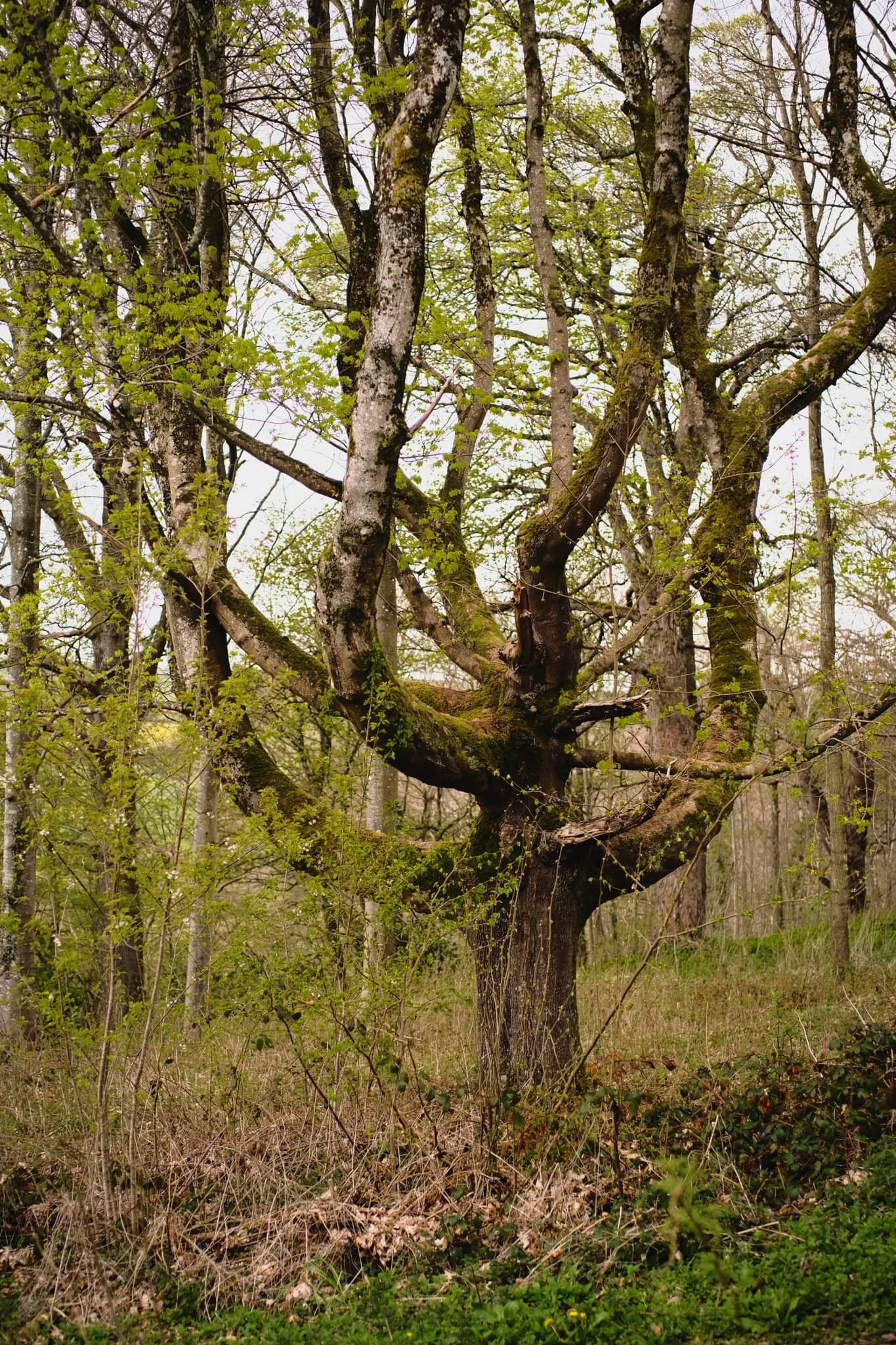 The woods underneath Lowther Castle contains a variety of rather unusual looking trees.
