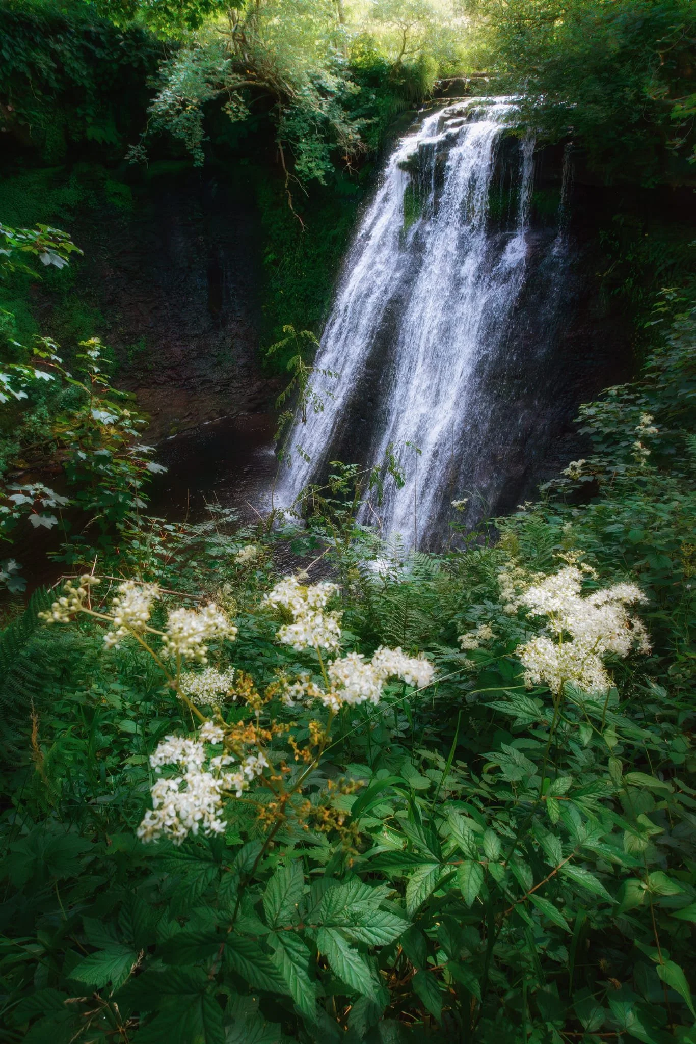  A cluster of Meadowsweet,  Filipendula ulmaria , make for lovely foreground interest with the veil of Aysgill Force behind. 