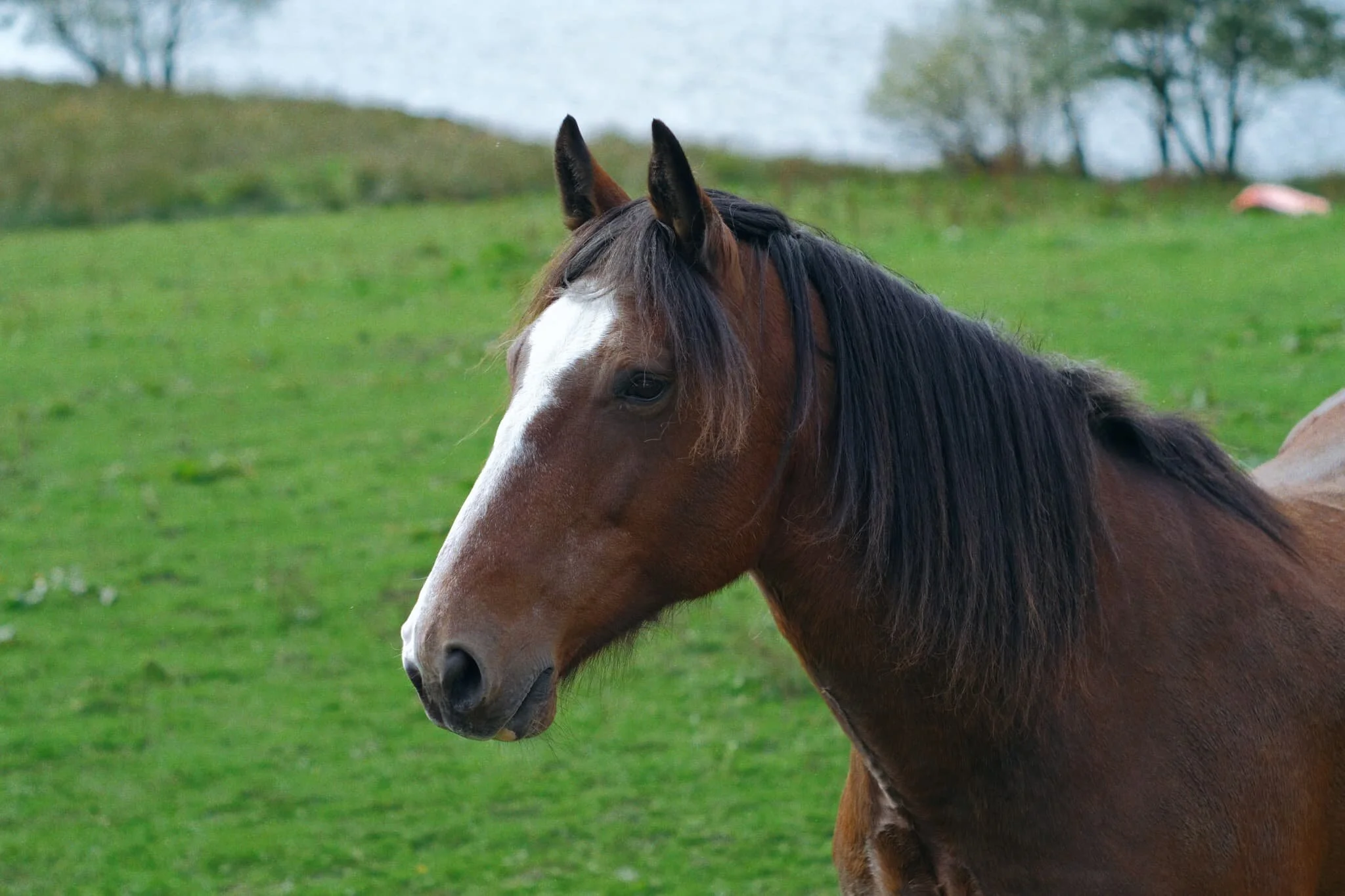  In a field near the loch shore, a noisy stallion struts over to us for an inquisitive sniff. 
