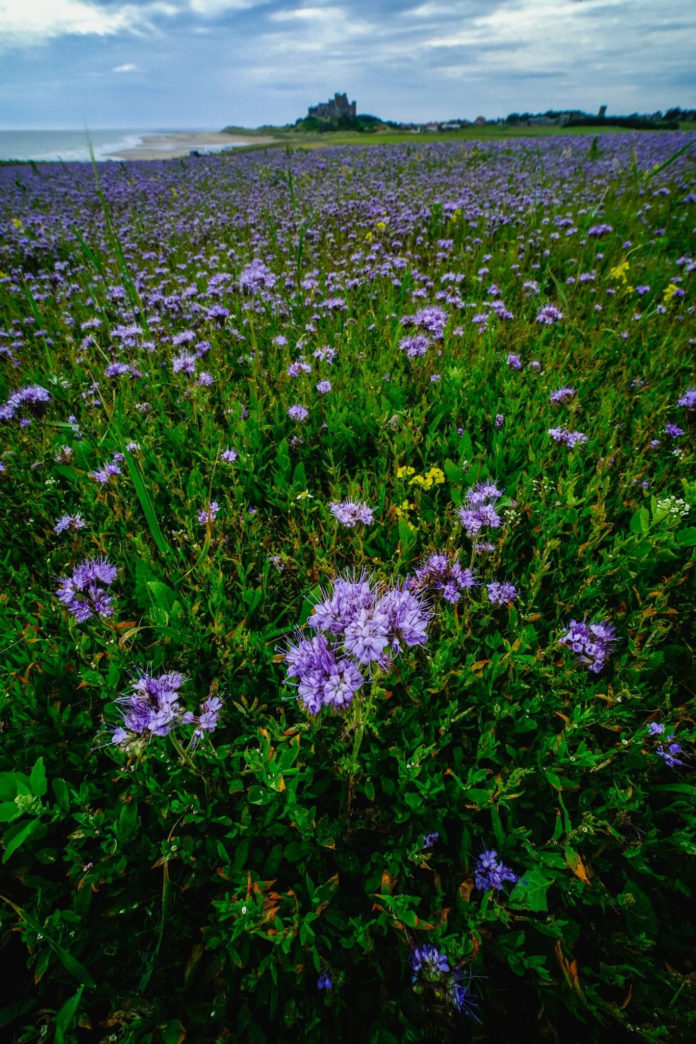 Above Harkess Rocks is Bamburgh Moor, where Lisabet alerted me to a field full of these beautiful flowers ( Phacelia tanacetifolia or Purple Tansy ). You can read about the farmers who manage this field and why they sow the flowers here .