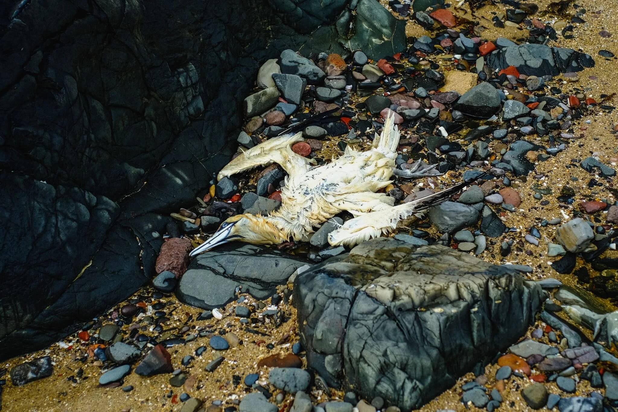 Not something I expected, or wanted, to see when clambering around Harkess Rocks on Bamburgh beach. A dead Northern Gannet ( Morus bassanus ). You tend to see these beautiful birds more around cliffs and isolated rocky islands, so I’m not sure why this one was found near the beach.