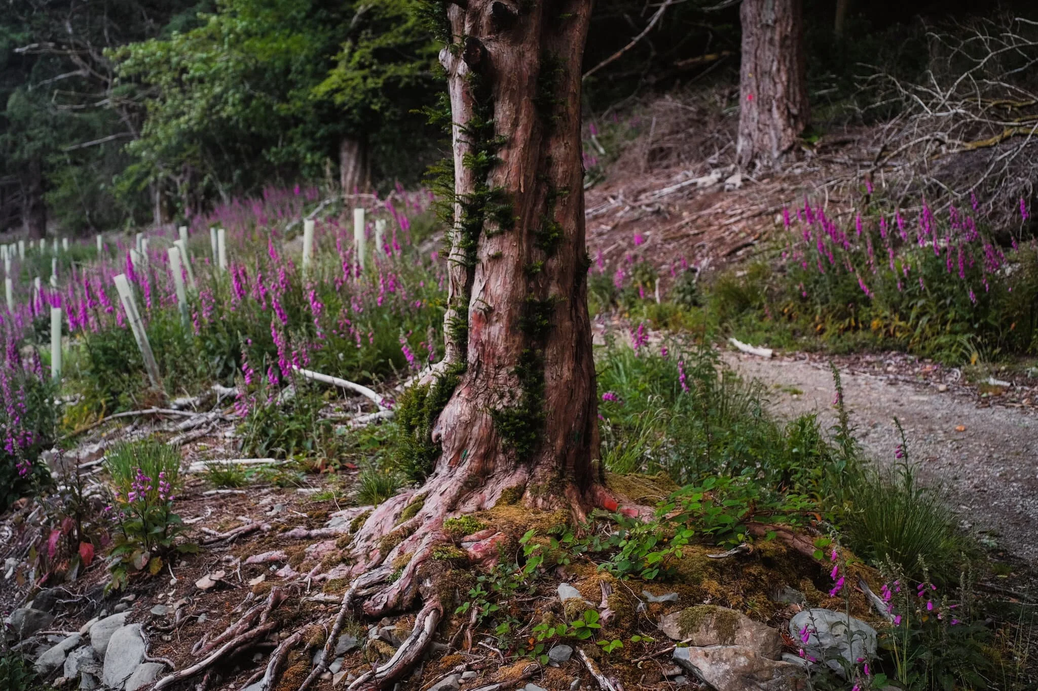  The lack of trees in Barbondale has revealed at one thing to me, though: there are a lot of Foxglove ( Digitalis purpurea ) in the valley. 