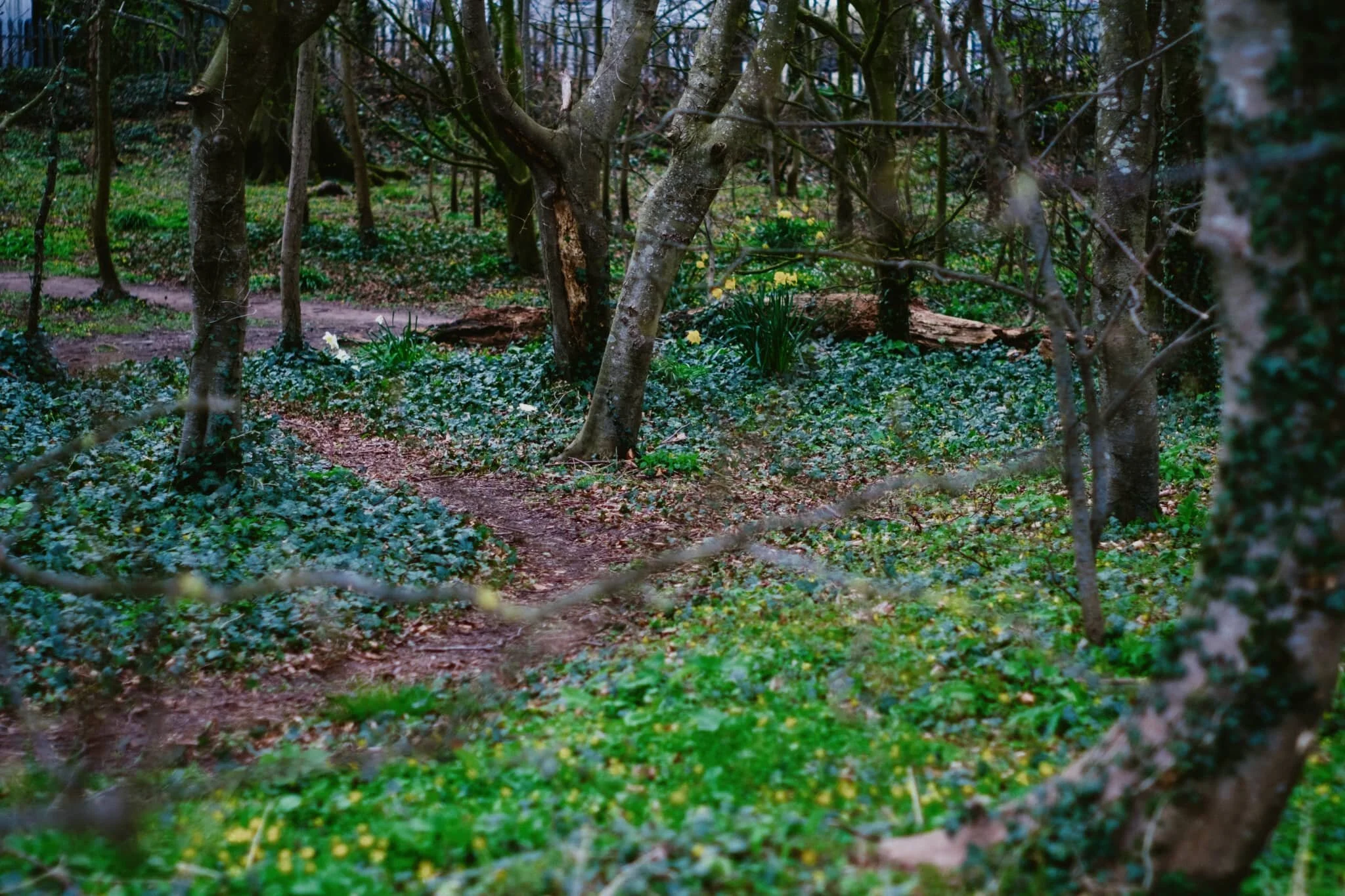 Daffodils and other spring follows bloom in the small woods just off the beach.