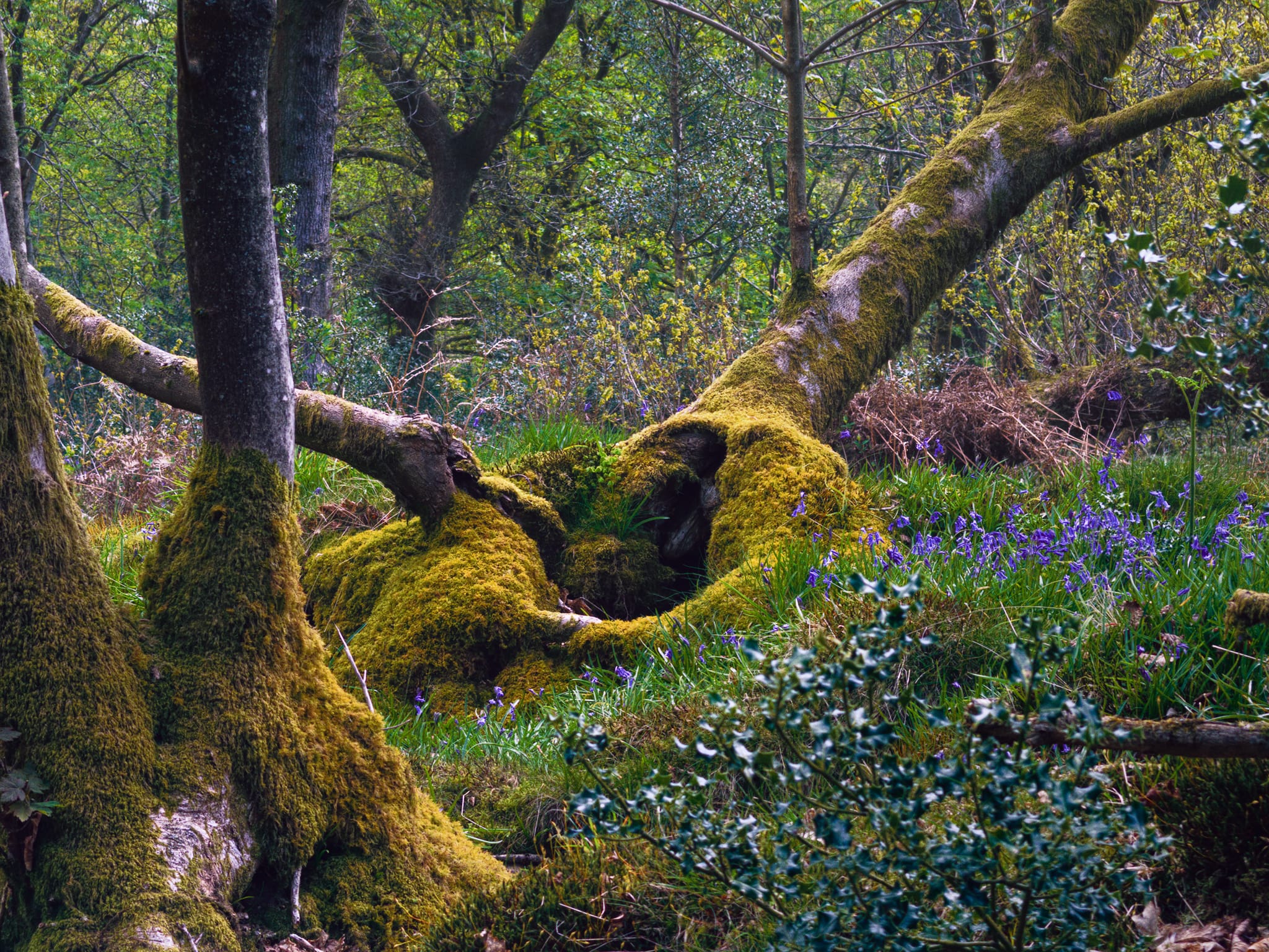 There&rsquo;s something about moss-covered trees that gives me ancient eldritch unspoiled vibes.