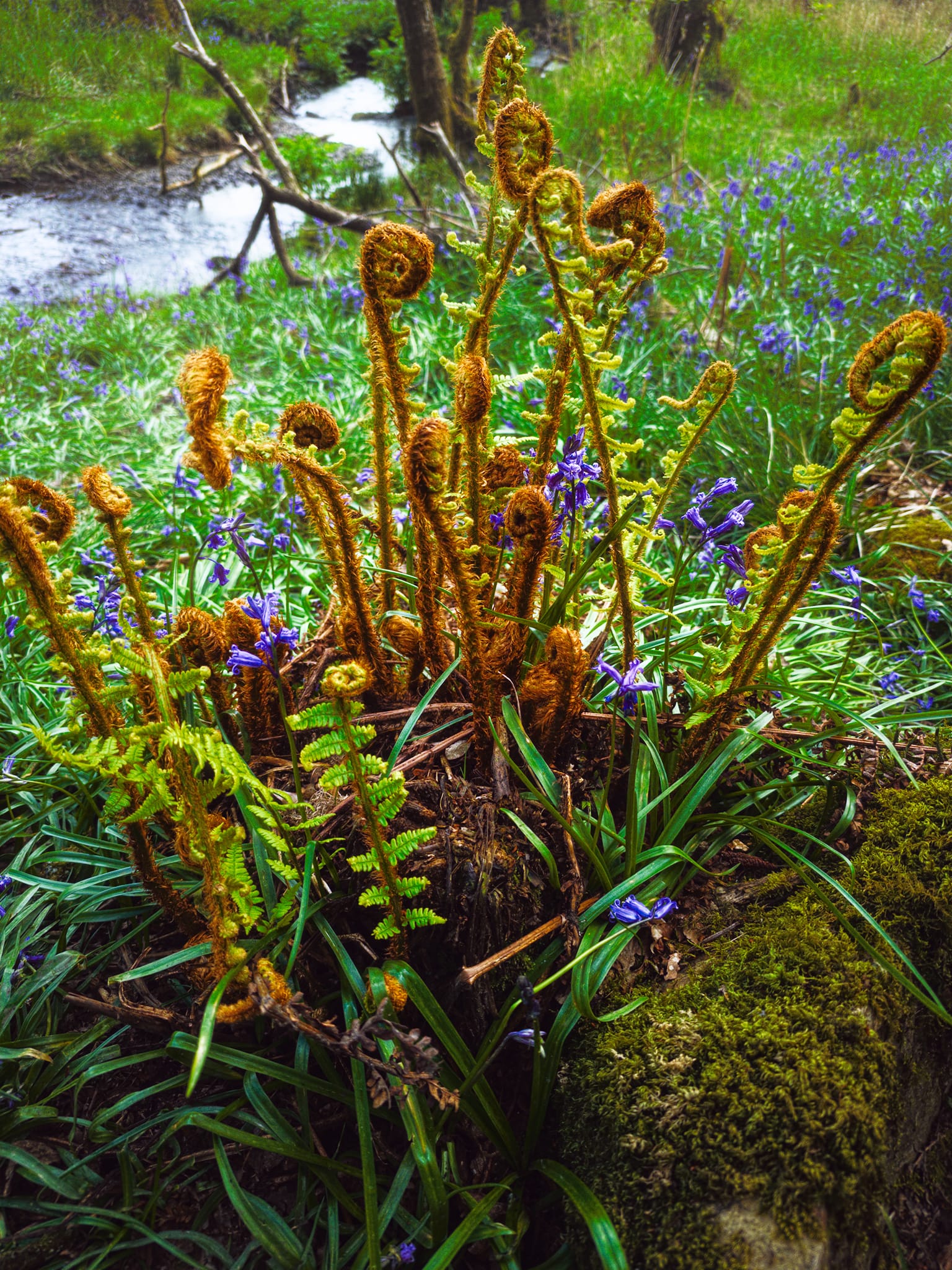 That wonderful period in spring where ferns start to grow and &ldquo;unspool&rdquo;.
