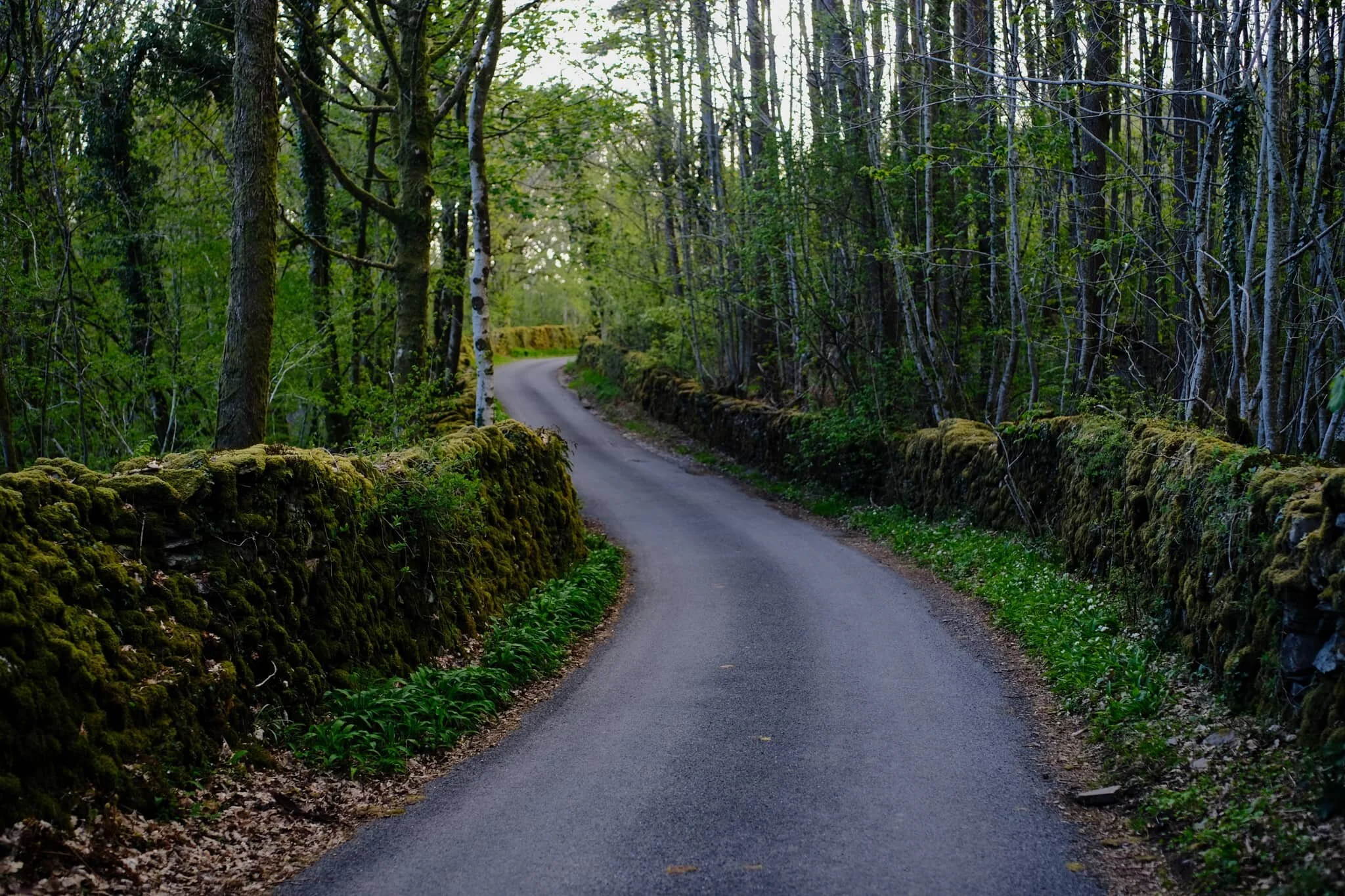 After popping out of Beckmickle Ing woods we followed this minor road back towards the general direction of Staveley. 