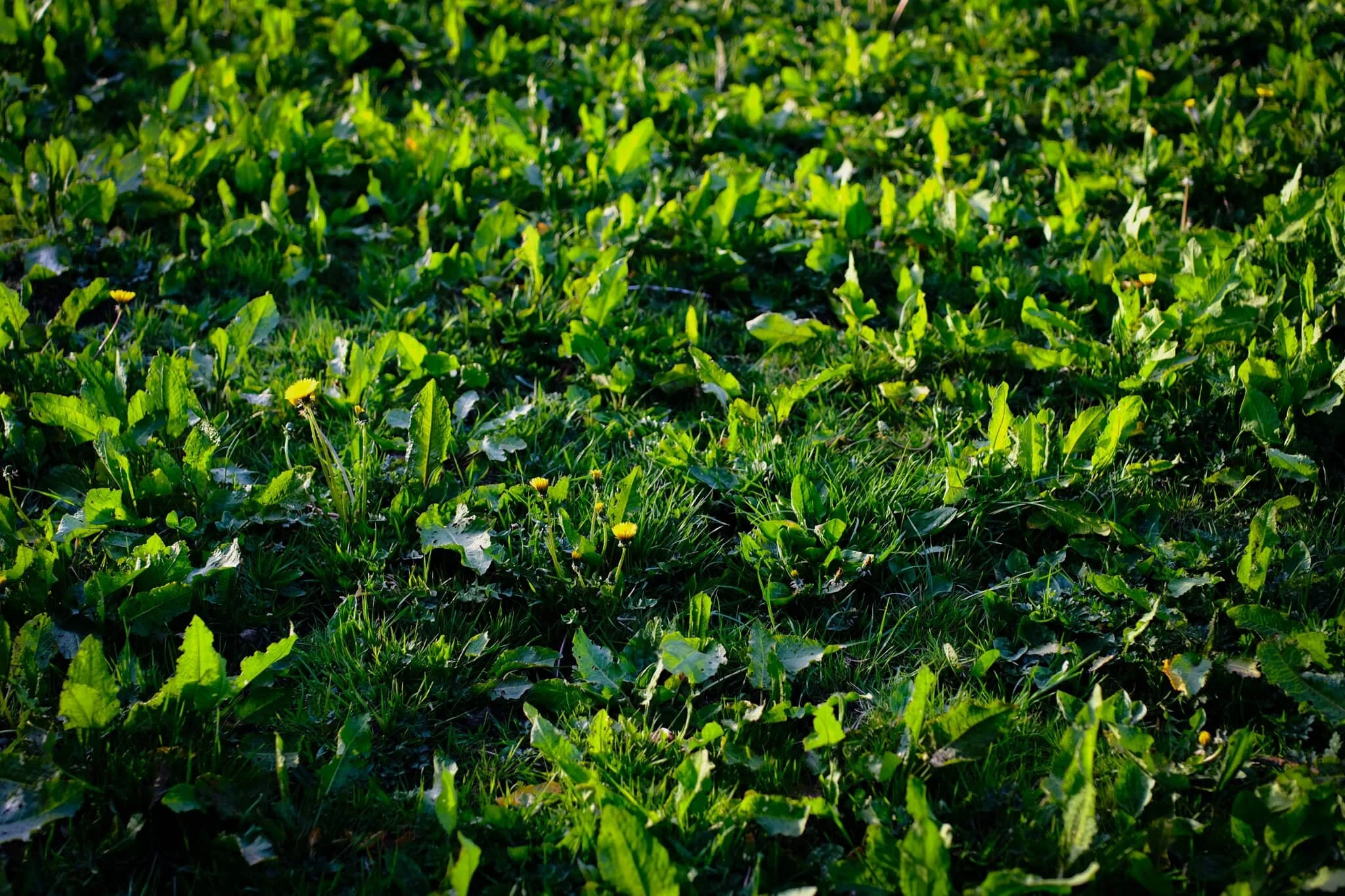  I loved how intense the sunset glow was on these leaves. 