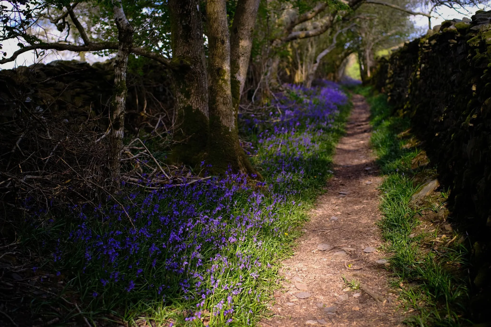  Towards the exit of this lane you&rsquo;re greeted with a shock of purple below the trees. Bluebells everywhere. 