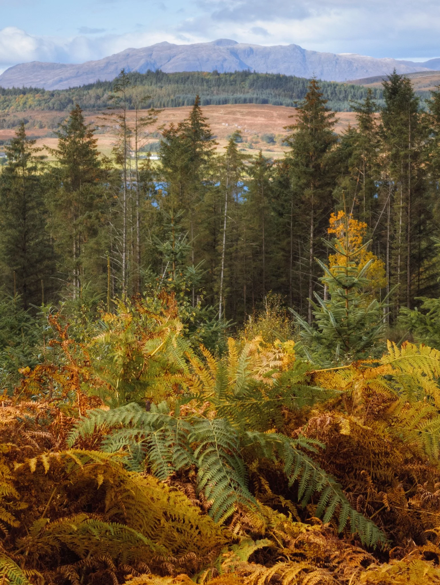  After enjoying the sand, wind and expansive views, we drove further along the road to stop at Sutherland&rsquo;s Grove, part of Barcaldine Forest. We quickly took the longest of the prescribed trails and soon veered off it completely. Still, it meant we got incredible views like this, across the forest to the Kingairloch mountains. 
