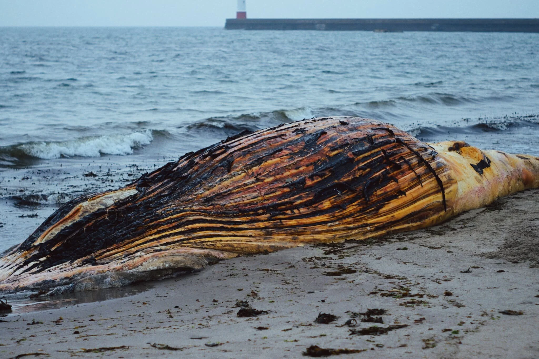  Welp, this was an unexpected find. The bloated carcass of a whale, long dead and  washed up  on the shore of Meadow Haven. I couldn&rsquo;t tell you what type of whale it was.  