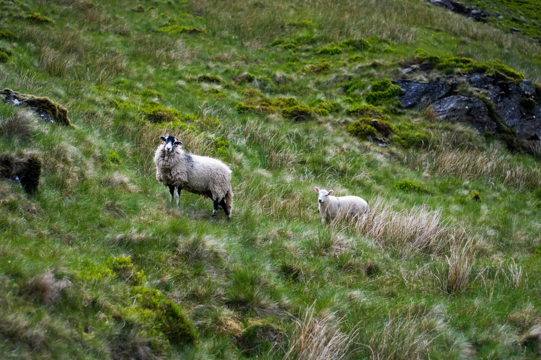Even on the steep slopes of Tarn Crags, you’ll find ewes and their lambs.