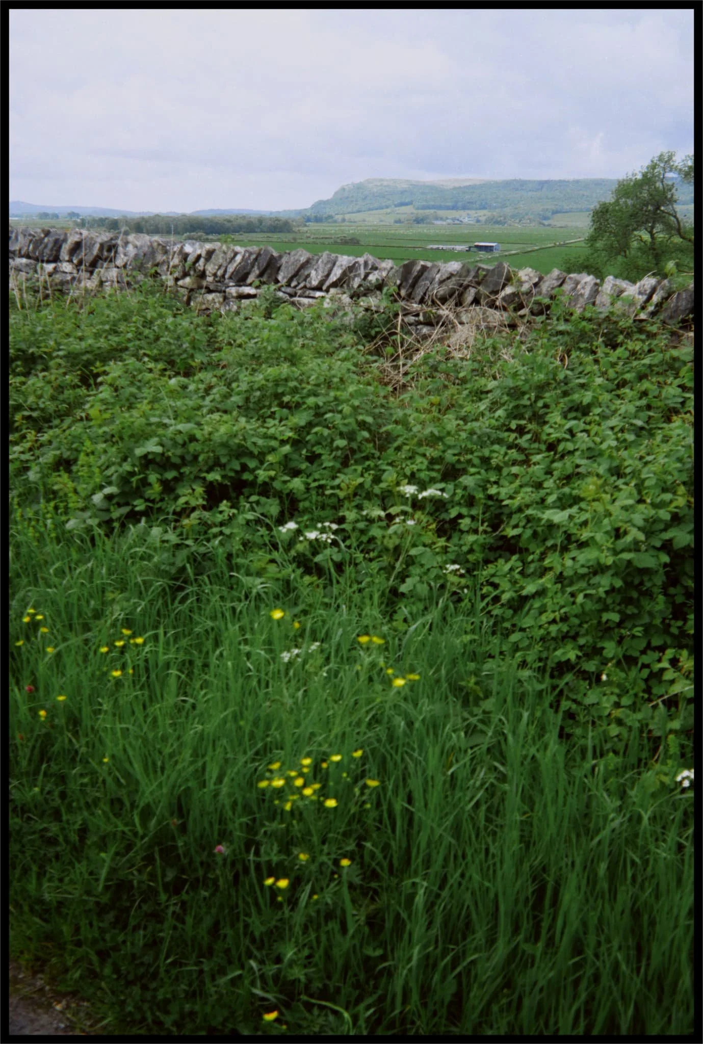  As we navigate the footpaths down the fell slope,  Whitbarrow  commands your attention directly across the Lyth Valley. 