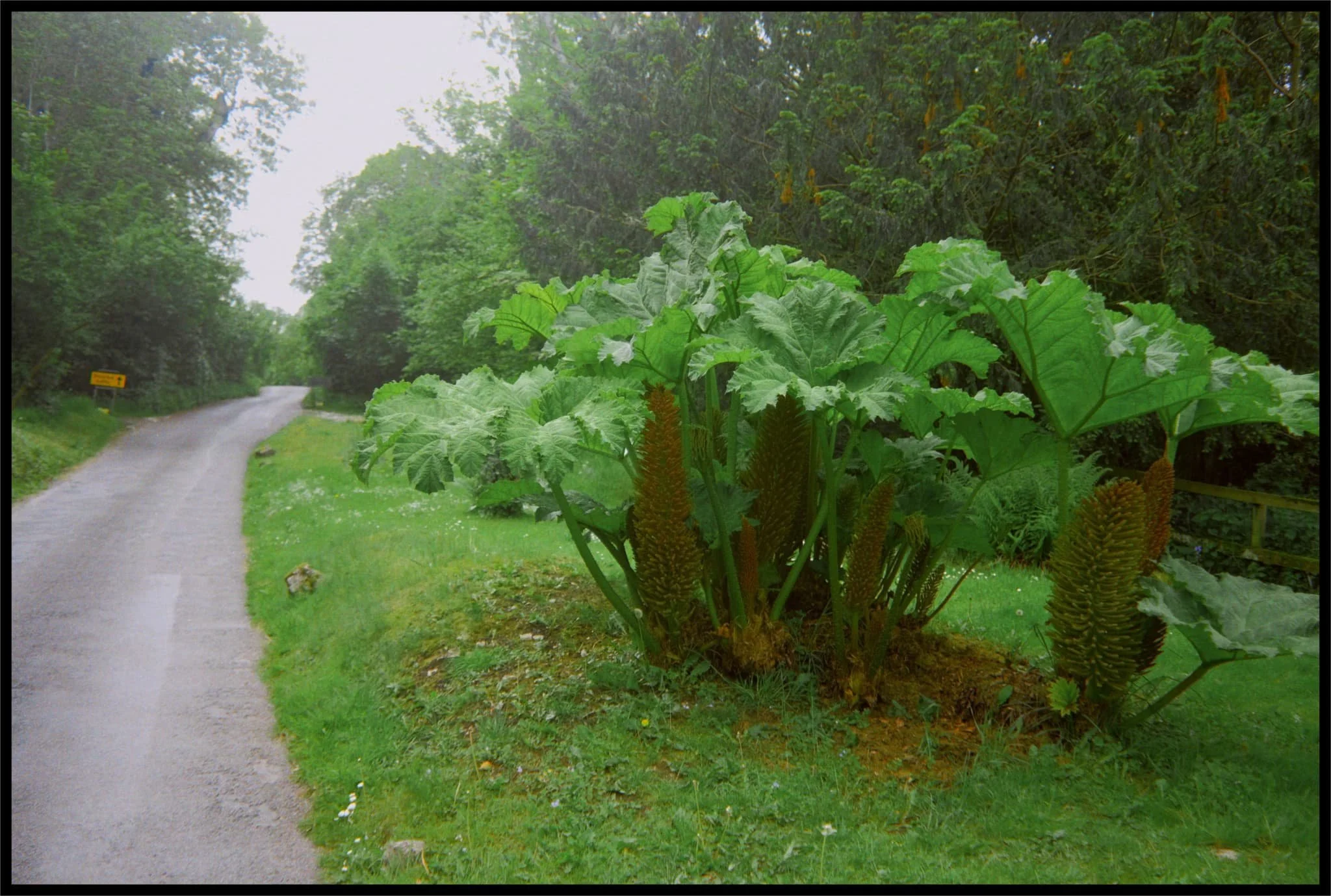  Whoever lives at the cottage is a keen gardener. We had to look up what these weird and wonderful plants were. Turns out they&rsquo;re probably Chilean Rhubarb,  Gunnera tinctoria . Also, not actually related rhubarb though you can apparently consume Chilean Rhubarb as you would normal rhubarb. 