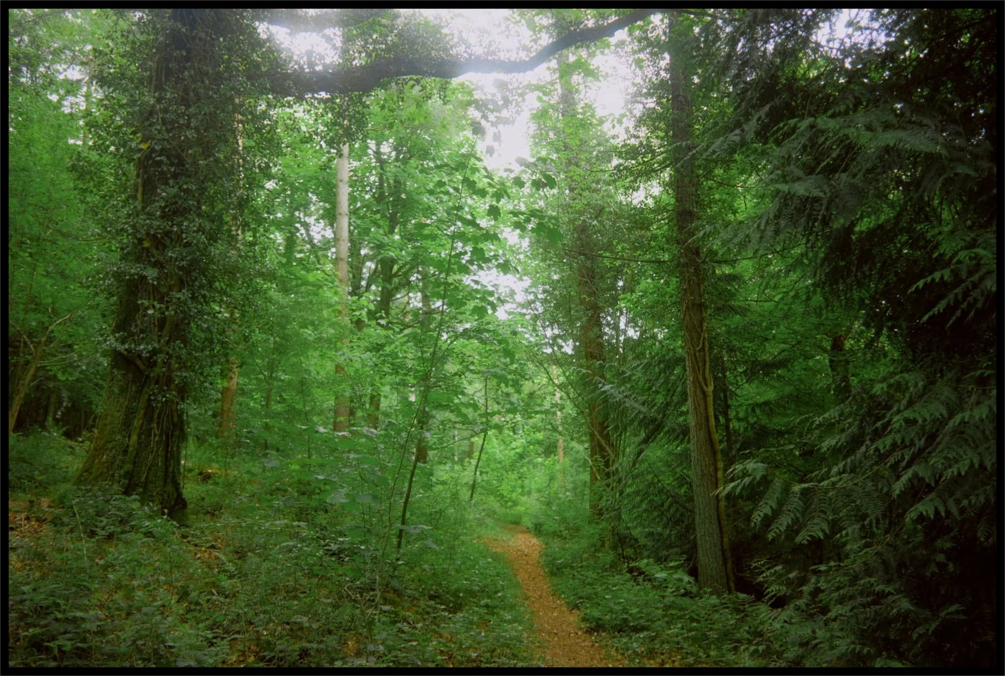  It turns out that Brigsteer Park is a  proper  woodland, thick with growth and full of old trees. 