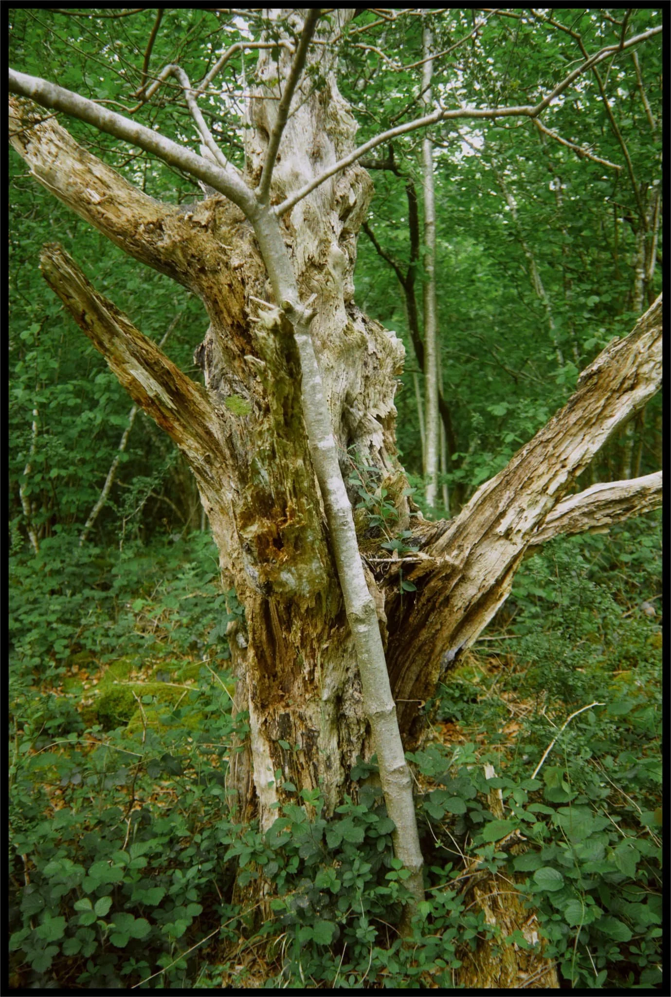  An old tree with its own &ldquo;cane&rdquo;. 
