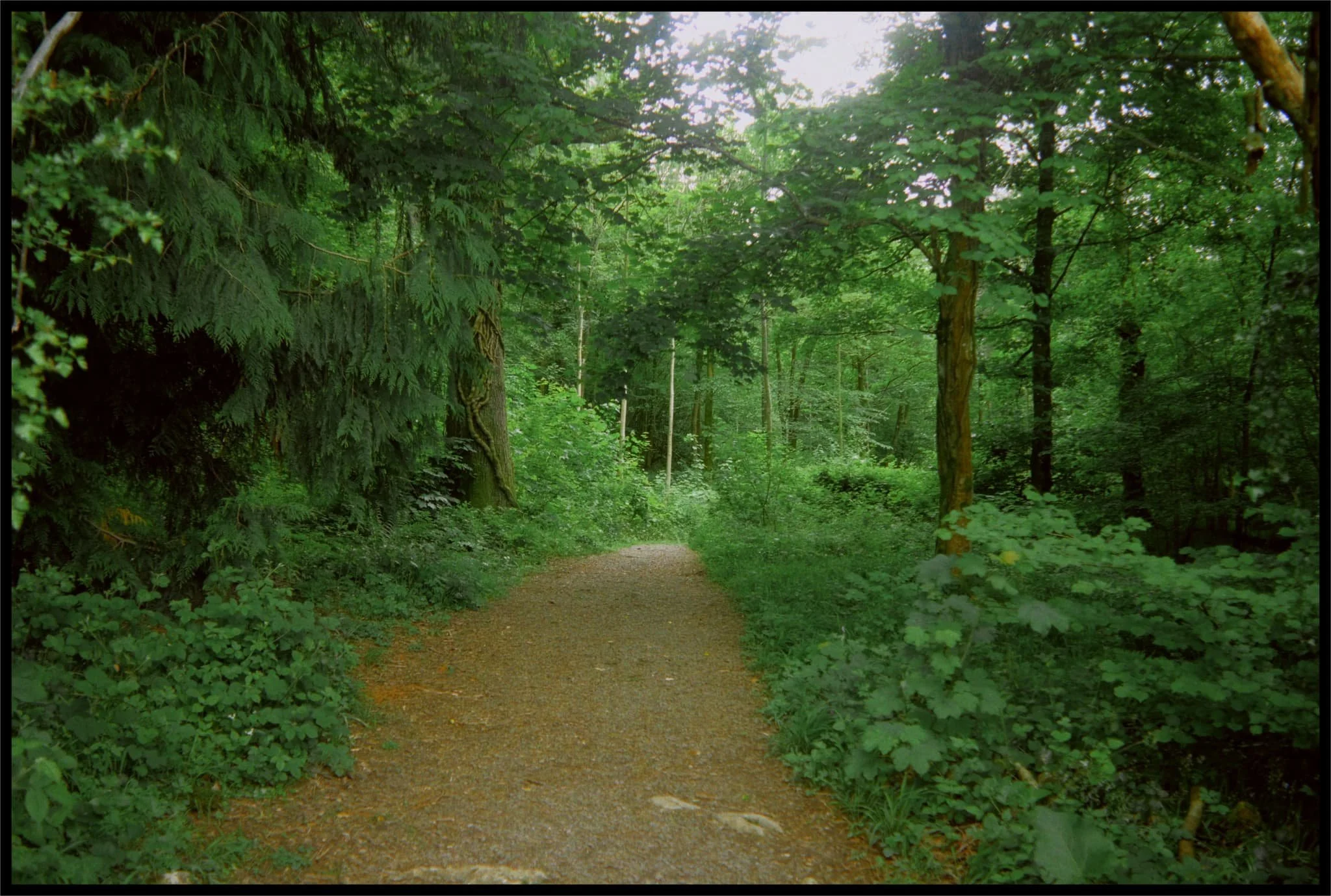  As we neared the exit, I turned back to snap this scene. Unfortunately, I didn&rsquo;t see any sign of carpets of woodland here at Brigsteer Park. Perhaps we were in the wrong bit? 