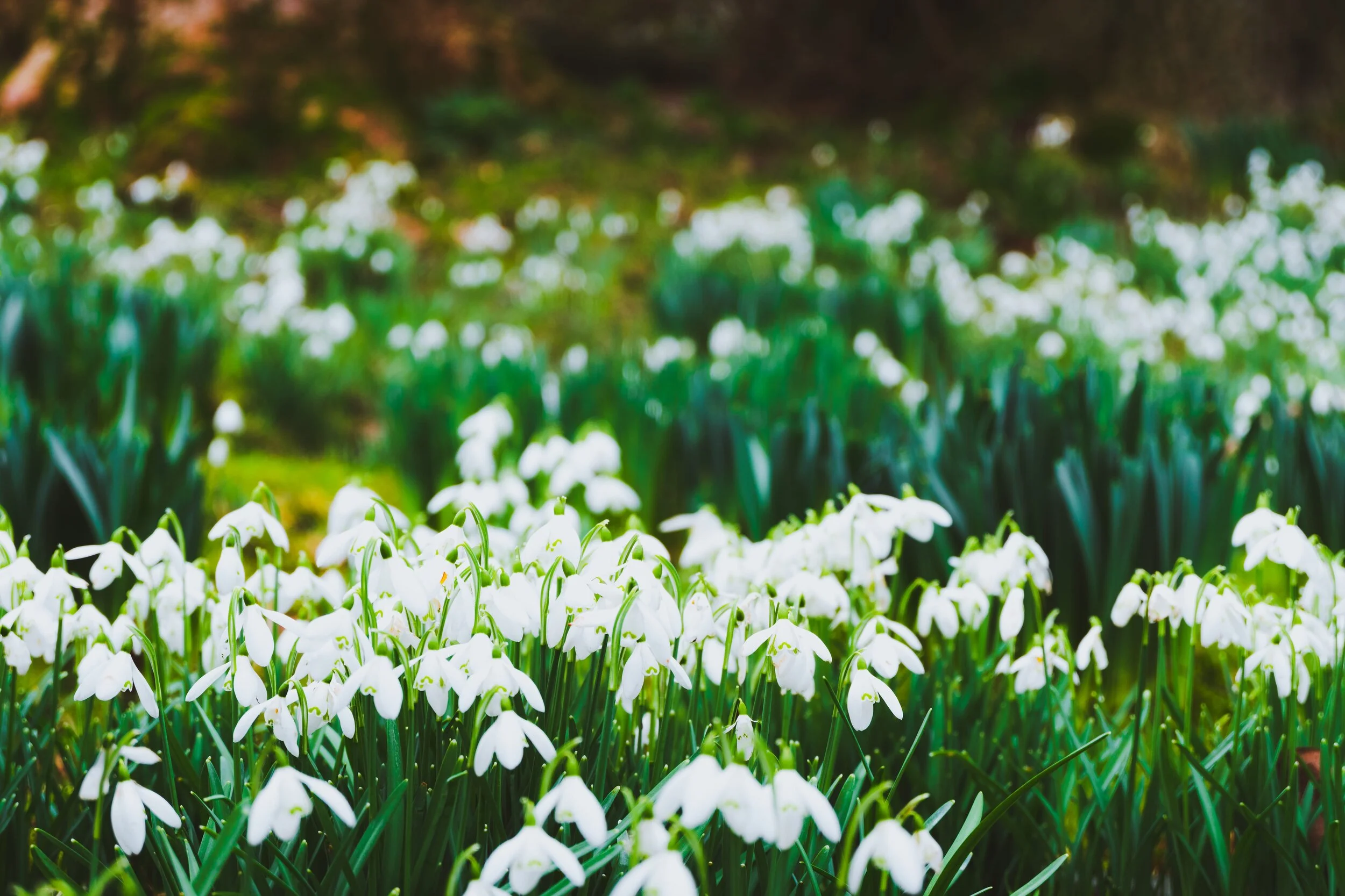 Snowdrops, Galanthus nivalis . To my mind, the first sign that spring is on its way.