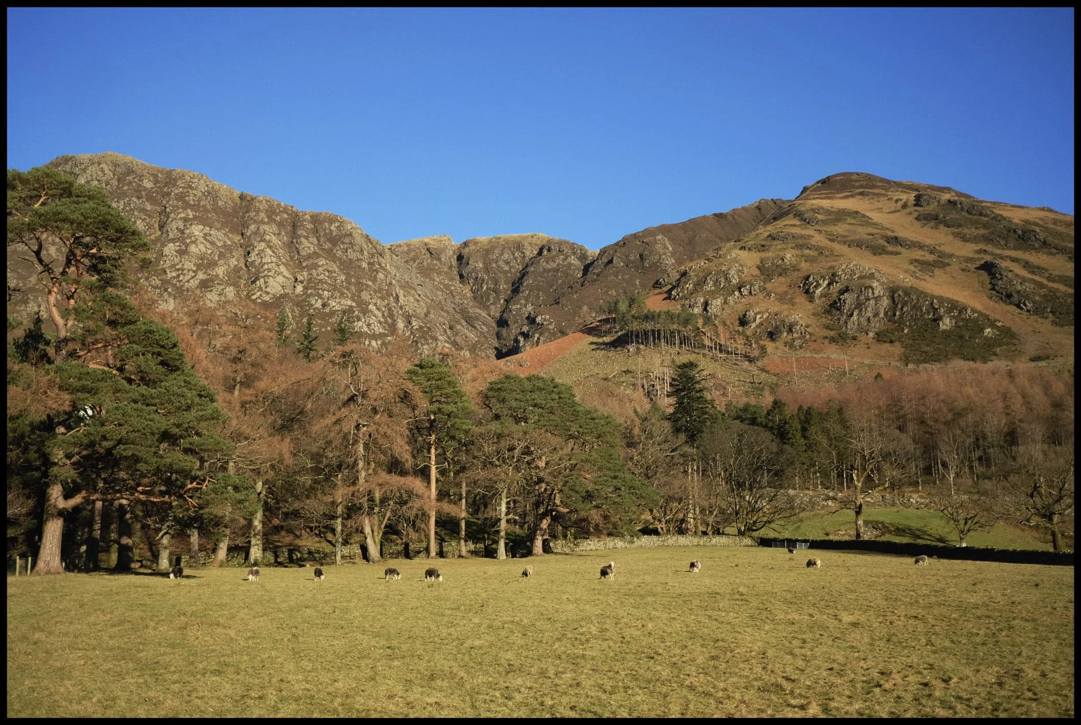  A field of Herdwick, happily grazing underneath the craggy wall of the Robinson/Hindscarth Fells. 