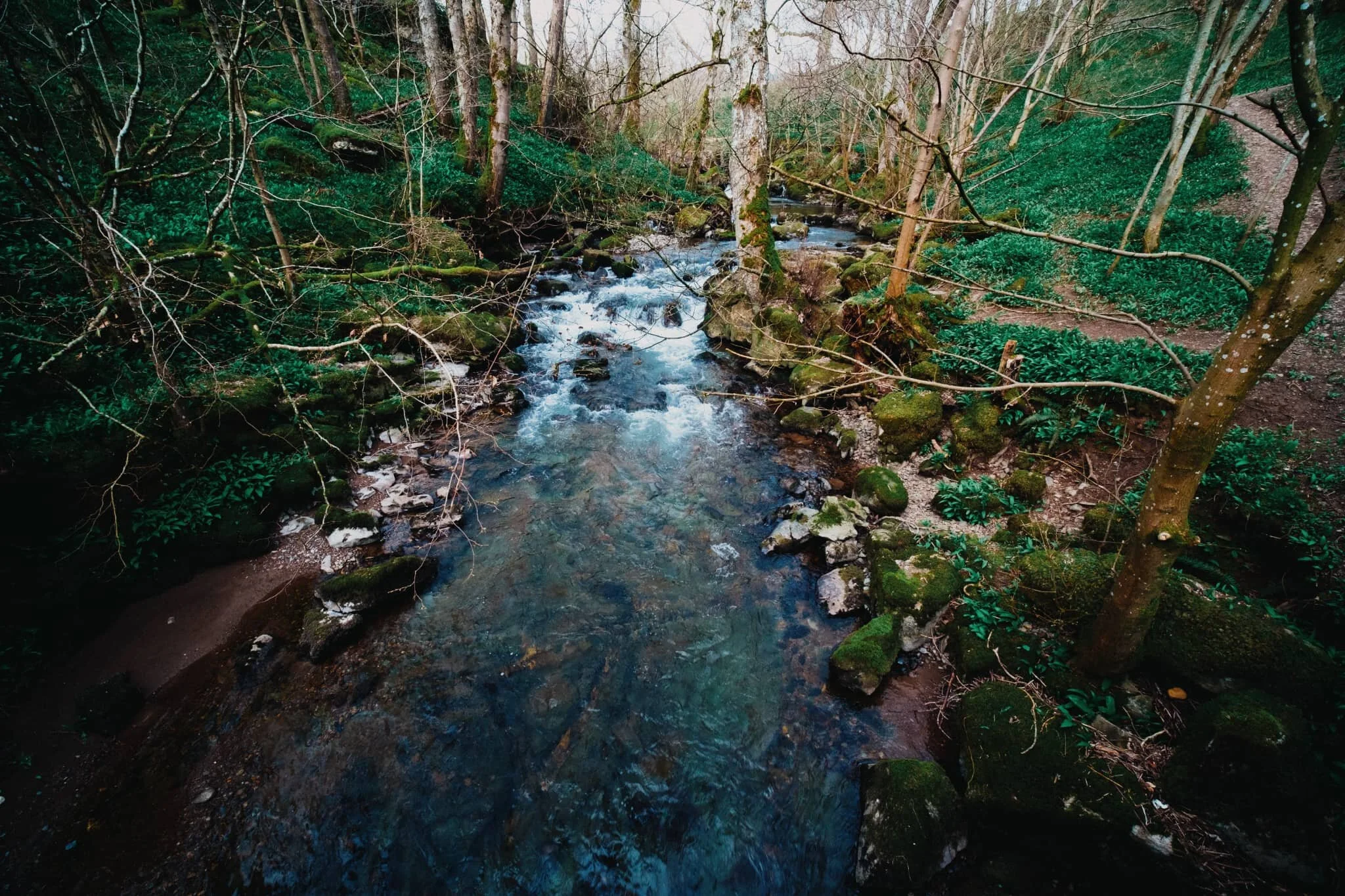 A shot from the other side of the bridge. I’d never realised quite how much wild garlic grows in the Howk. Soon this gorge will be filled with tiny white flowers.