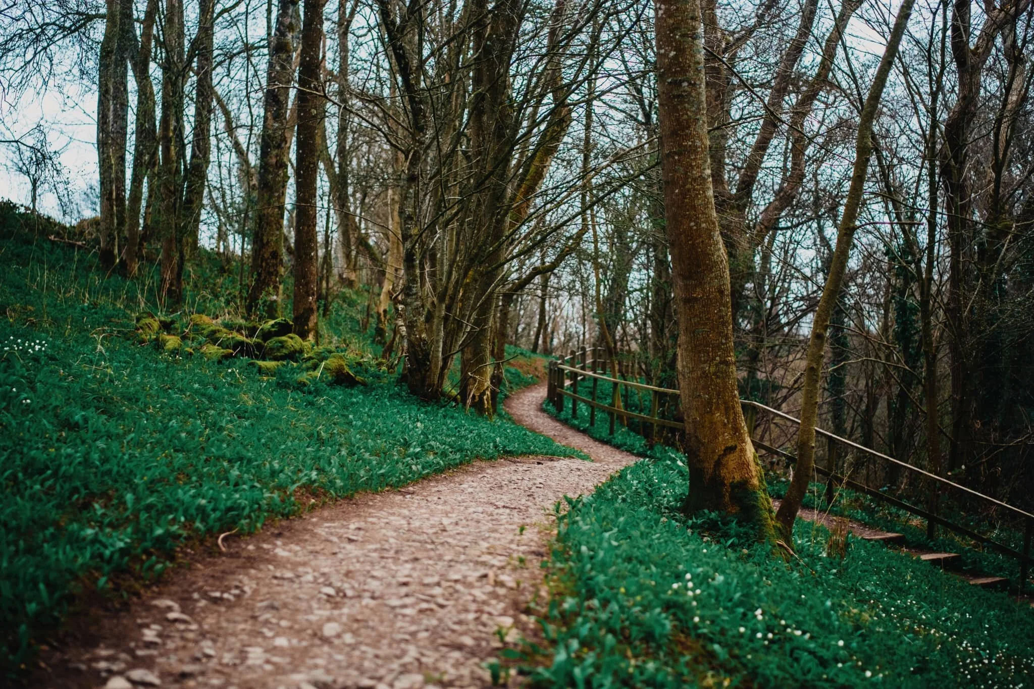 Looking back at the footpath through the woods, carpeted on either side in wild garlic. I love how Agfacolour XPS renders the greens.