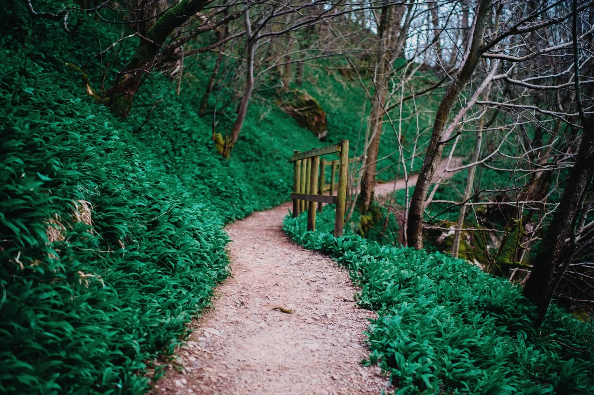 One last look back into the woods before we ventured further upstream and out into the fields outside Caldbeck.