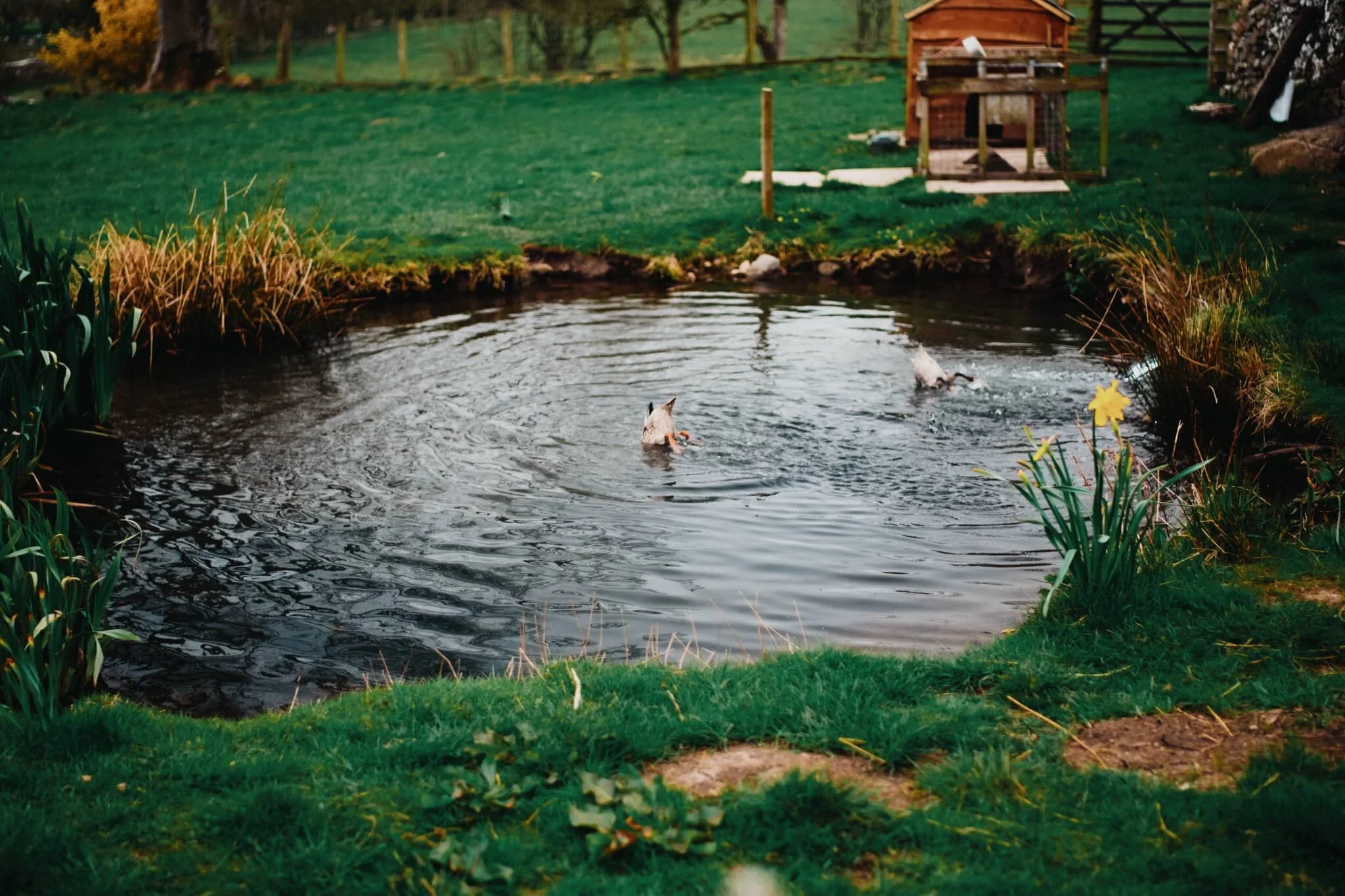 Back near the village green I snapped this quick shot of a couple of ducks diving in a pond. They don’t half look funny.