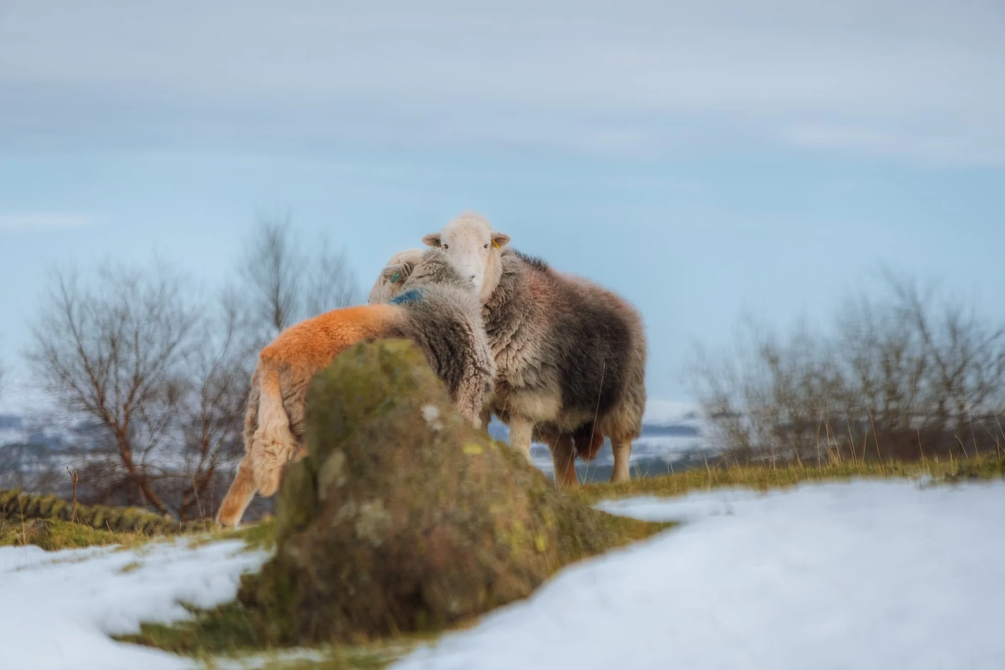  Near the tarn, Herdwick sheep were grazing about in the snow being their usual hardy self. 