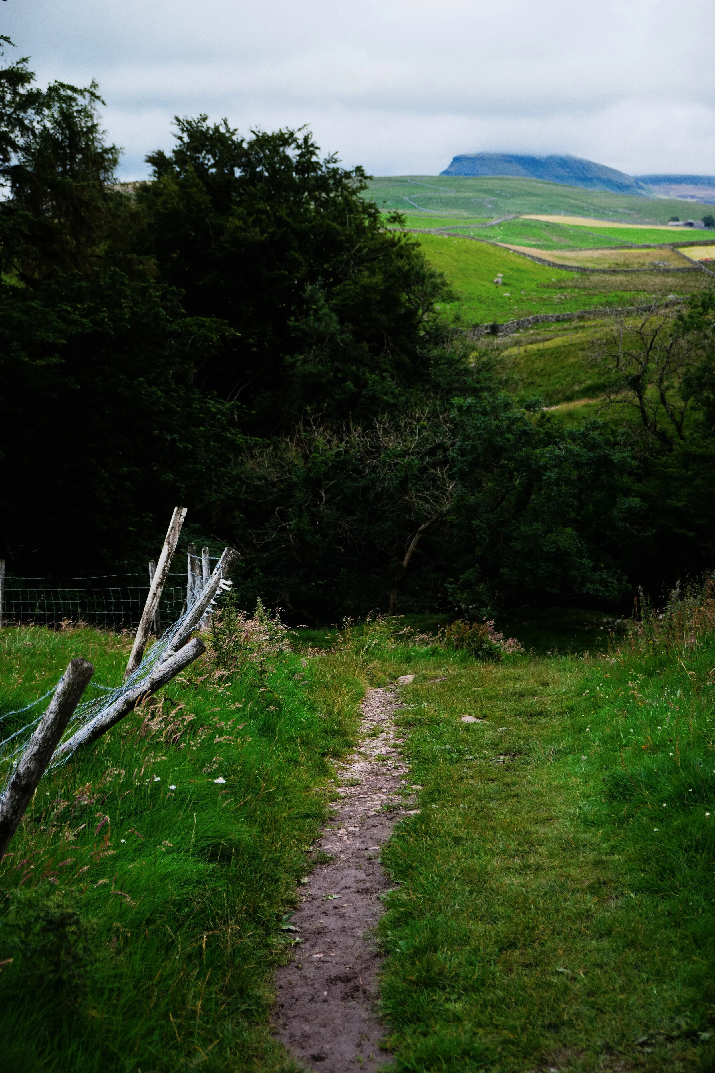 The copse that hides the ravine where Catrigg Force resides. In the distance the clouds start to lift off one of the Yorkshire Dales Three Peaks: Pen-y-ghent (694 m/2,277 ft).