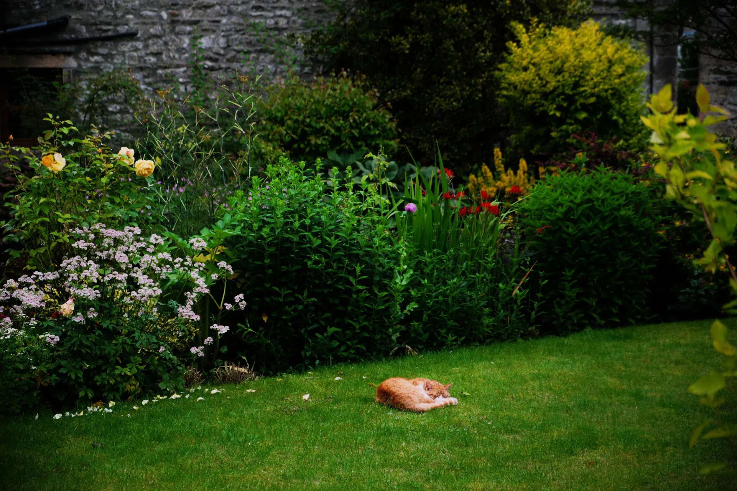 That’s one happy kitty.