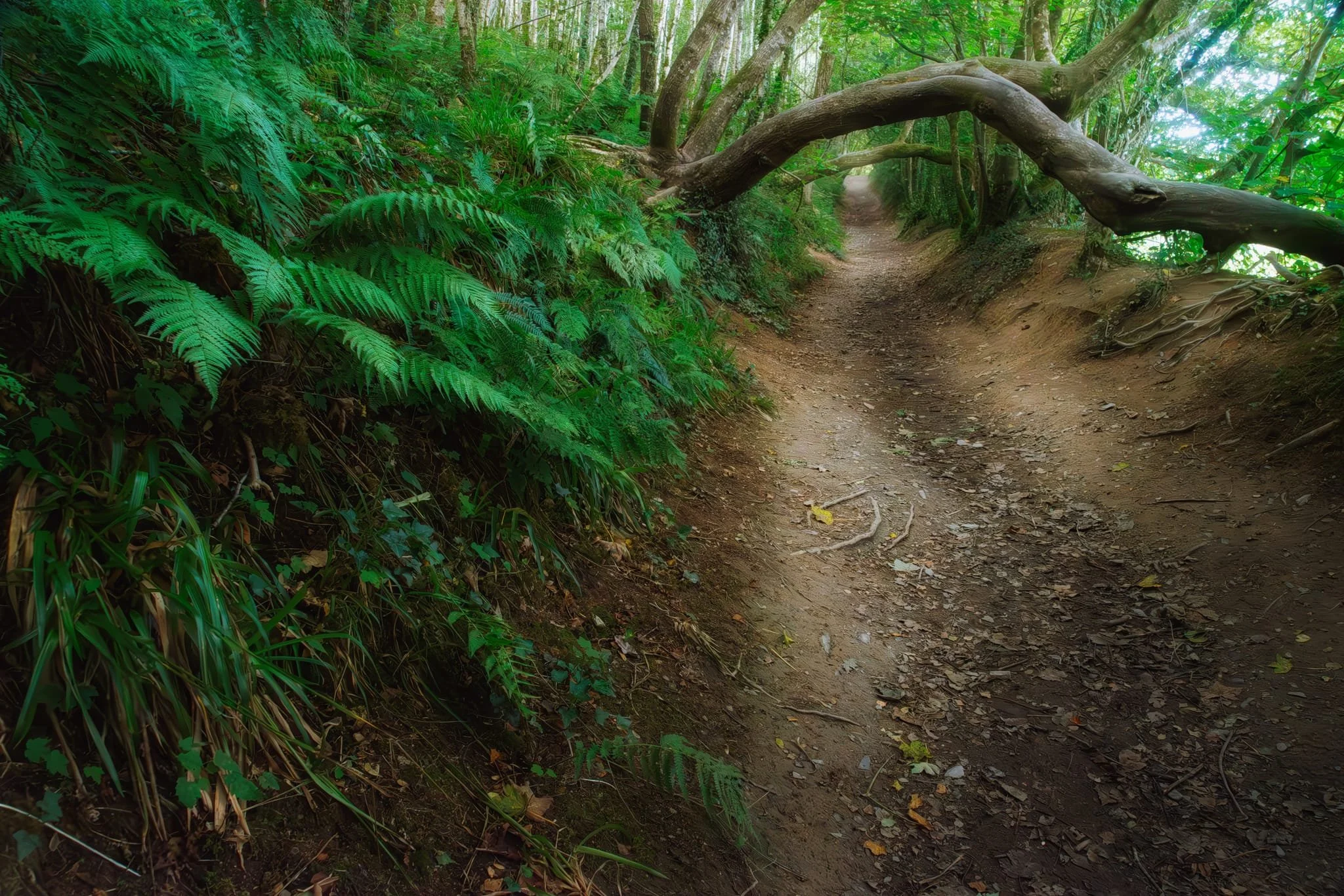  The trail tightly follows the river bank courtesy of boarding that was constructed a few years ago. The trail then veers away from the river and into the woodland, giving you scenes like this. 