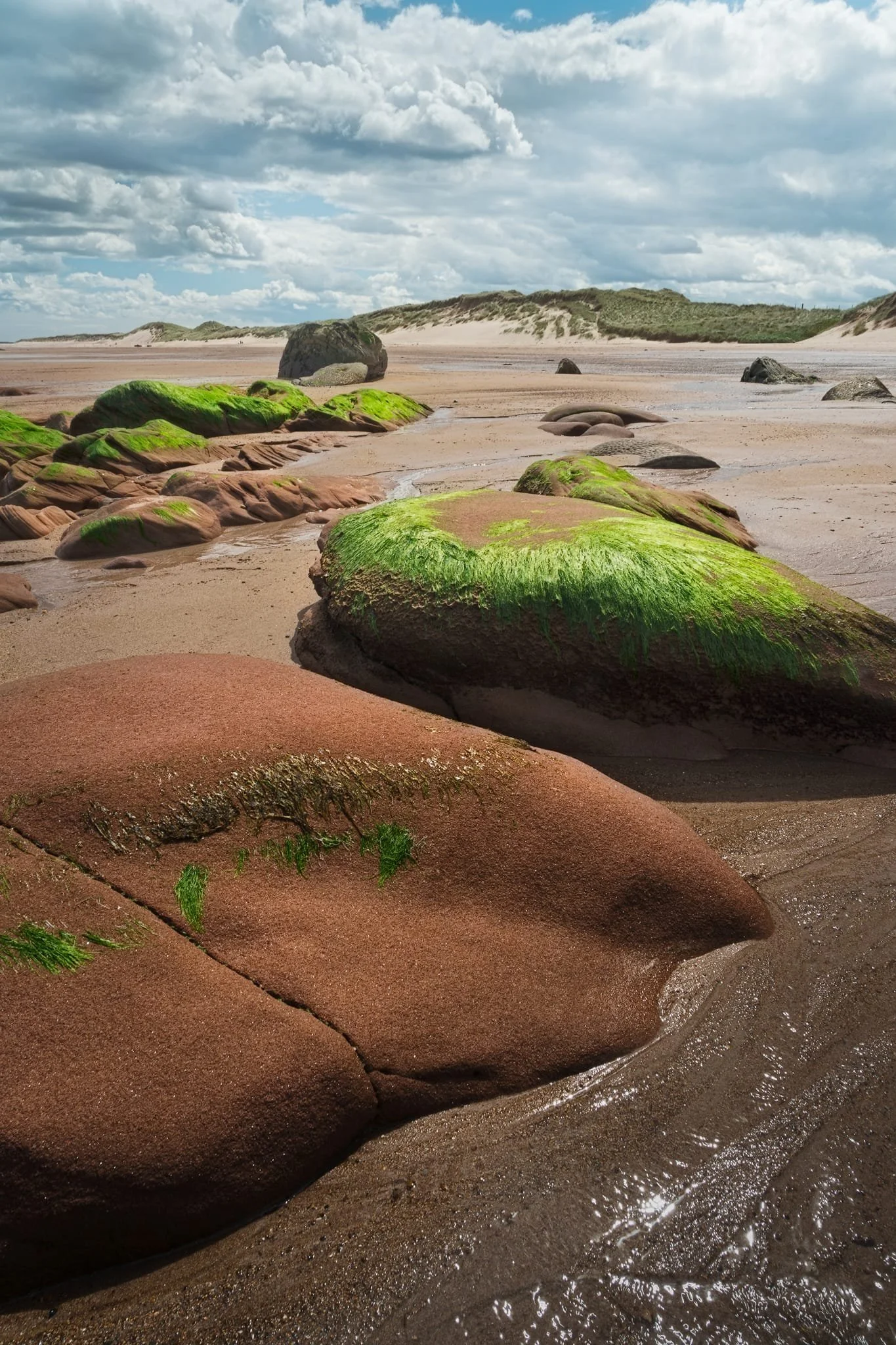  A lot of the sandstone here appears pinkish in colour because of the large proportion of feldspar, a pink mineral. With the vivid green seaweed, this made for beautiful colour contrasts. 