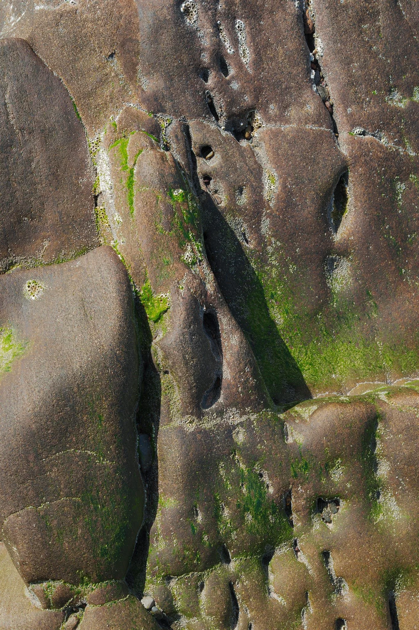  Differential weathering and erosion in this sandstone has created a contrast of smoothed forms with sharp incisions and pockets. Some of the small cavities resemble 