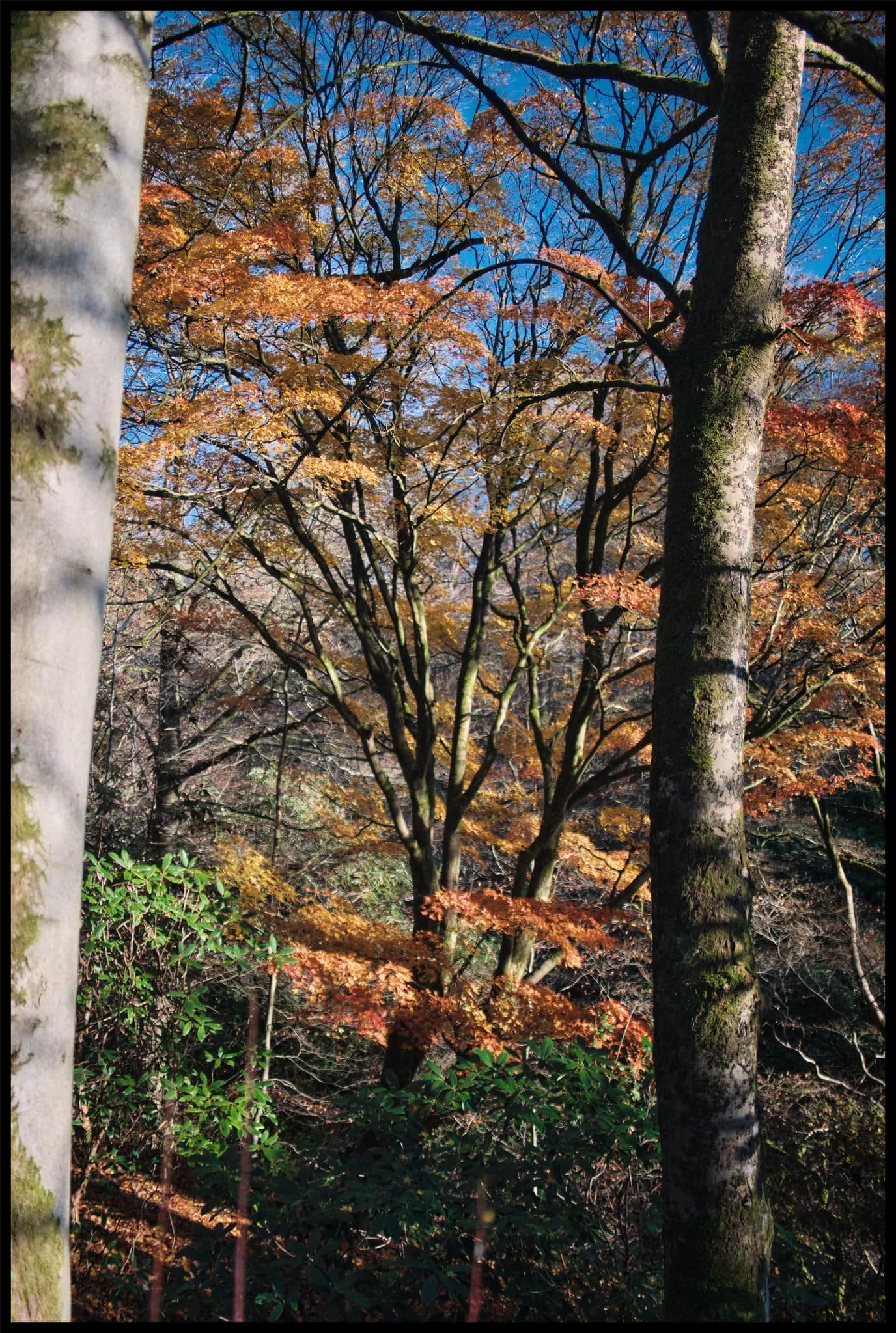  The last of the year&rsquo;s autumn colours in beautiful winter light. 
