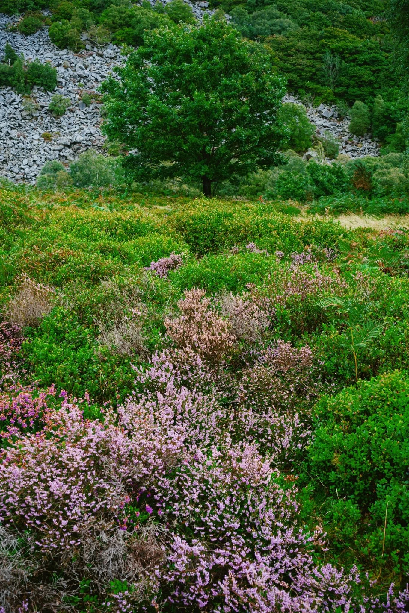  The colour contrast between the heather and the grasses was proving too hard to resist. 
