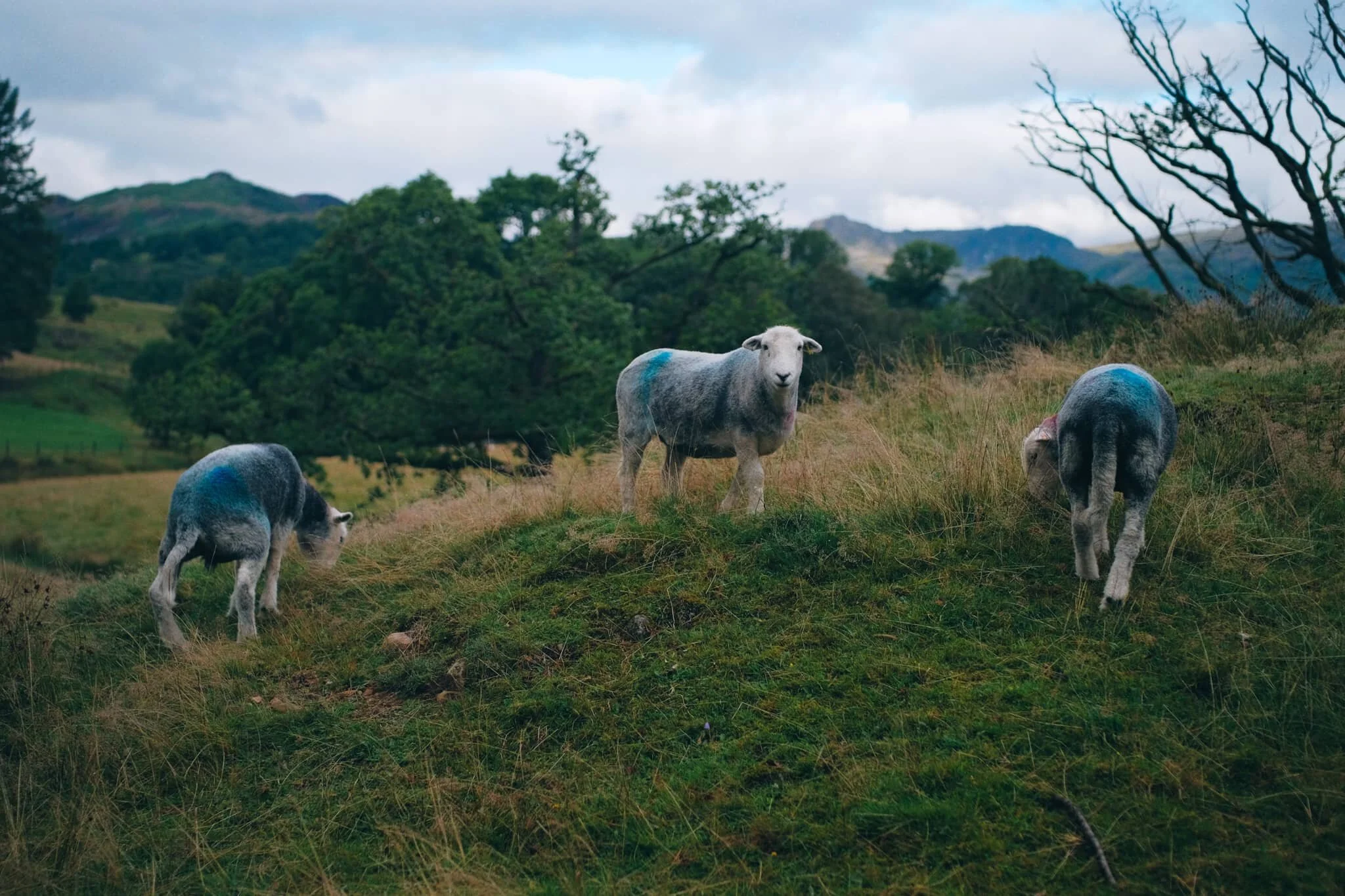 Gorgeous Herdwick ewes, fleeces clipped short after a hot summer and their smit marks reapplied.