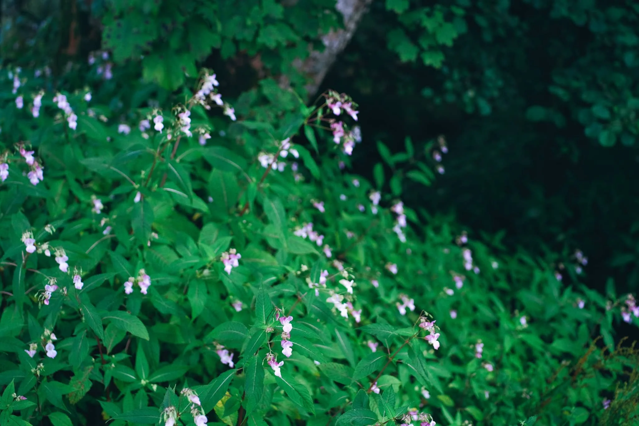 Near Low Park we spot a good clump of Impatiens glandulifera , or Himalayan Balsam. It is considered a highly invasive species.