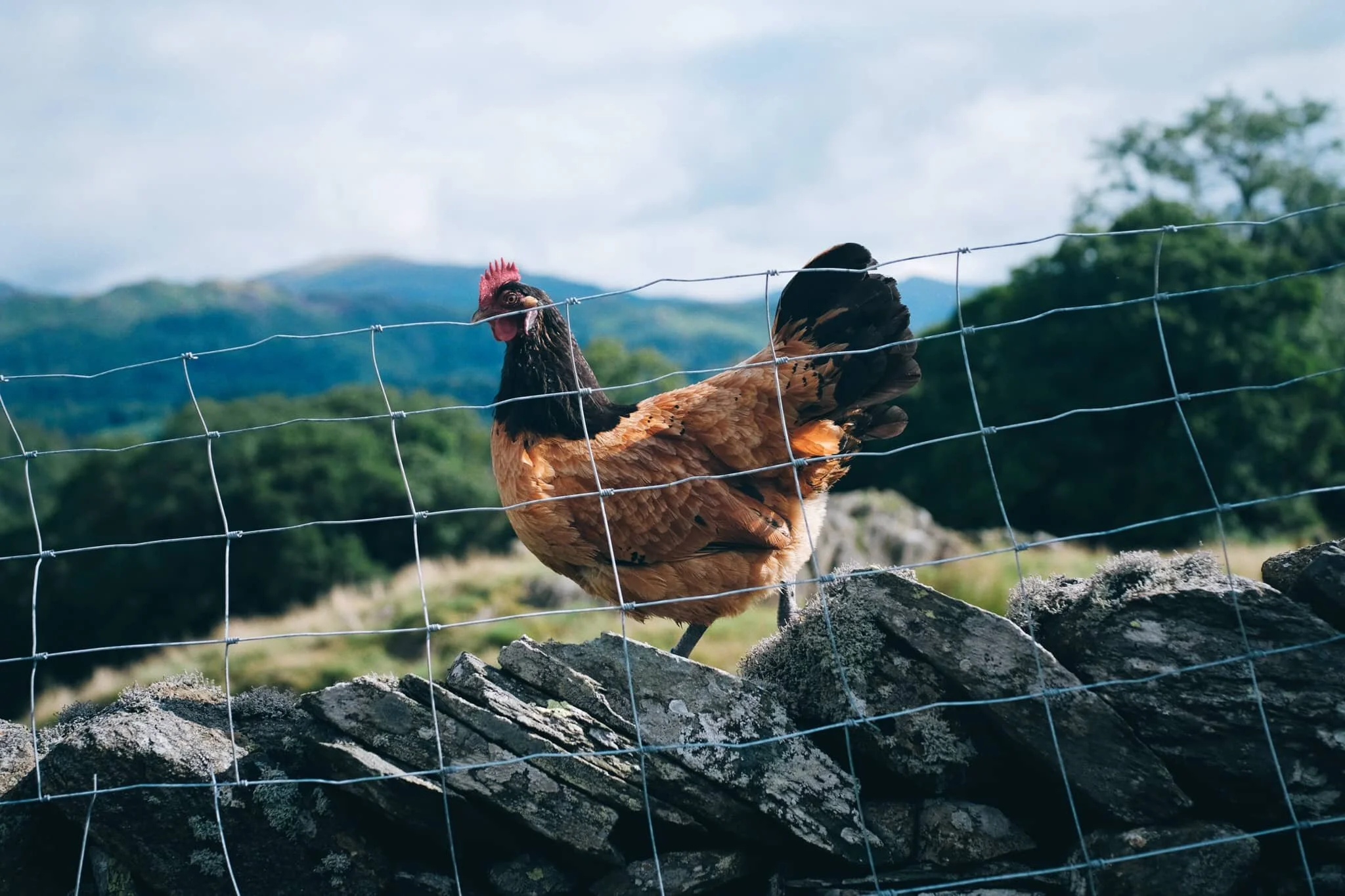 To cap the day off, we were greeted by a vocal chicken navigating its way on top of a dry stone wall. As you do.