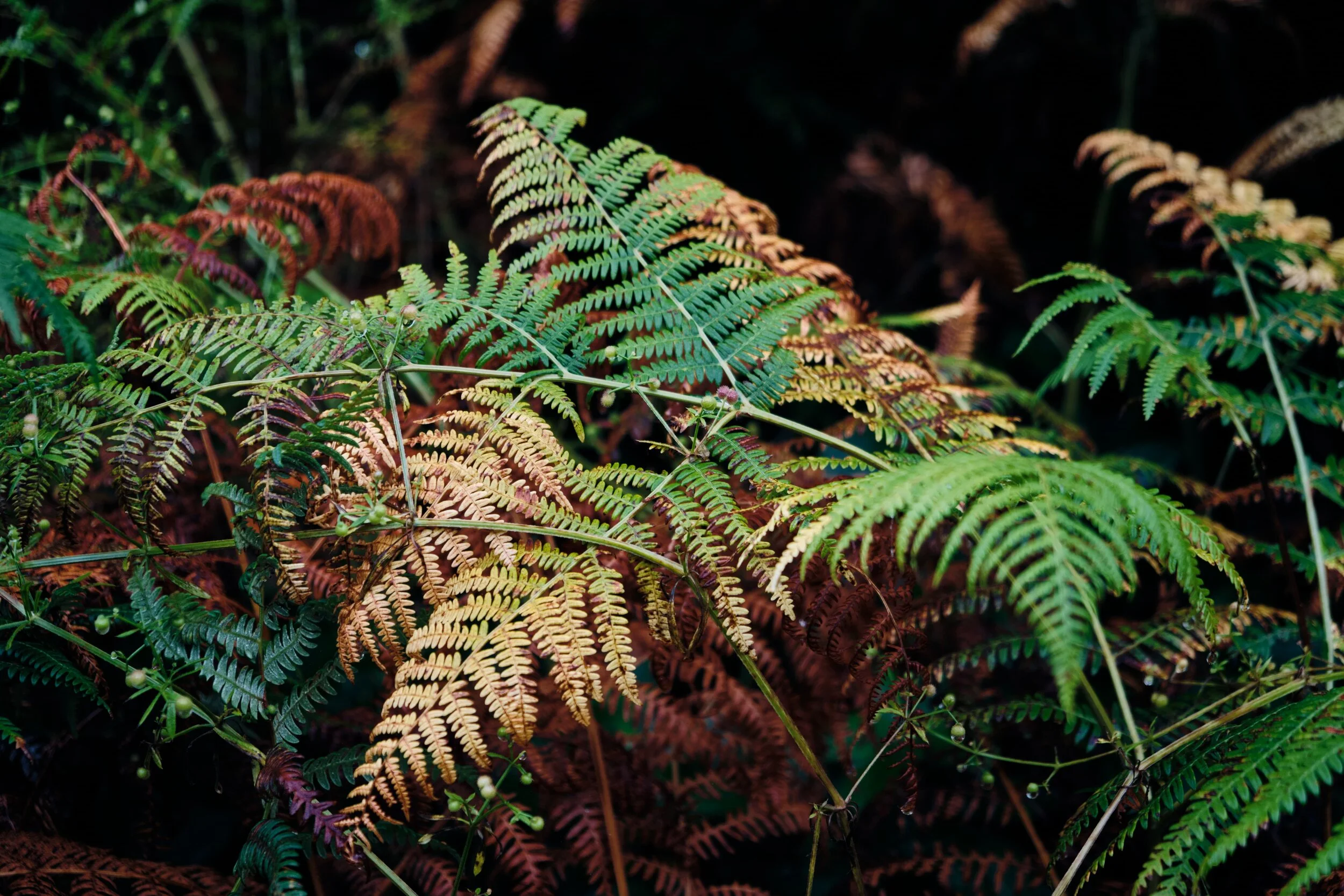  Autumn is by far my favourite season, so seeing all the ferns turn orange and red is a happy sign for me. 