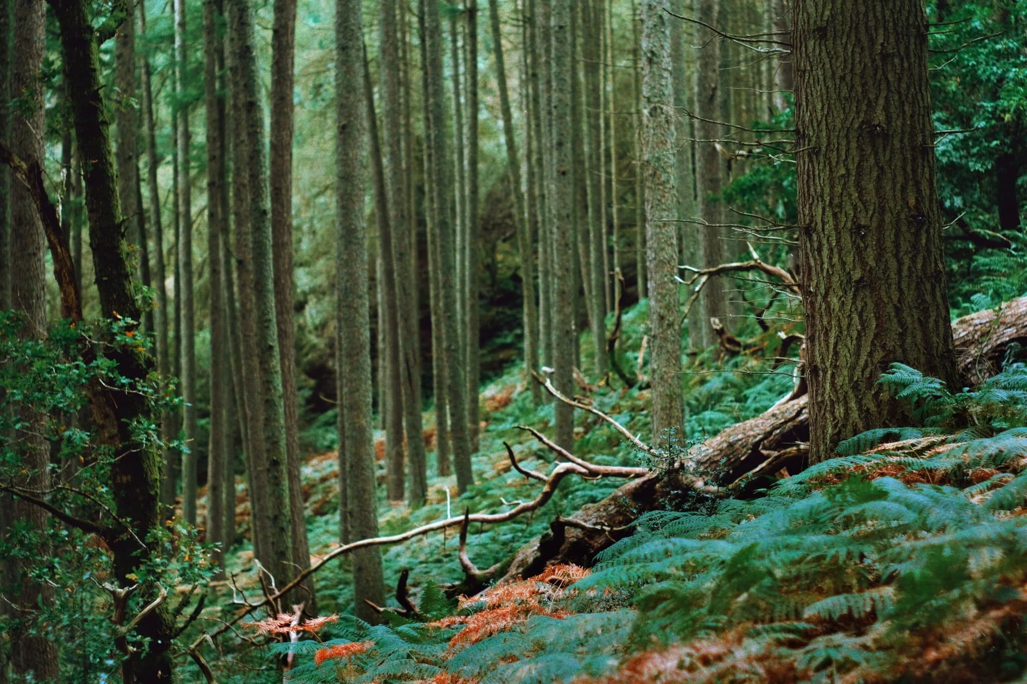  The West Highland Way starts to climb up as we look to exit the forest. Gorgeous light everywhere. 