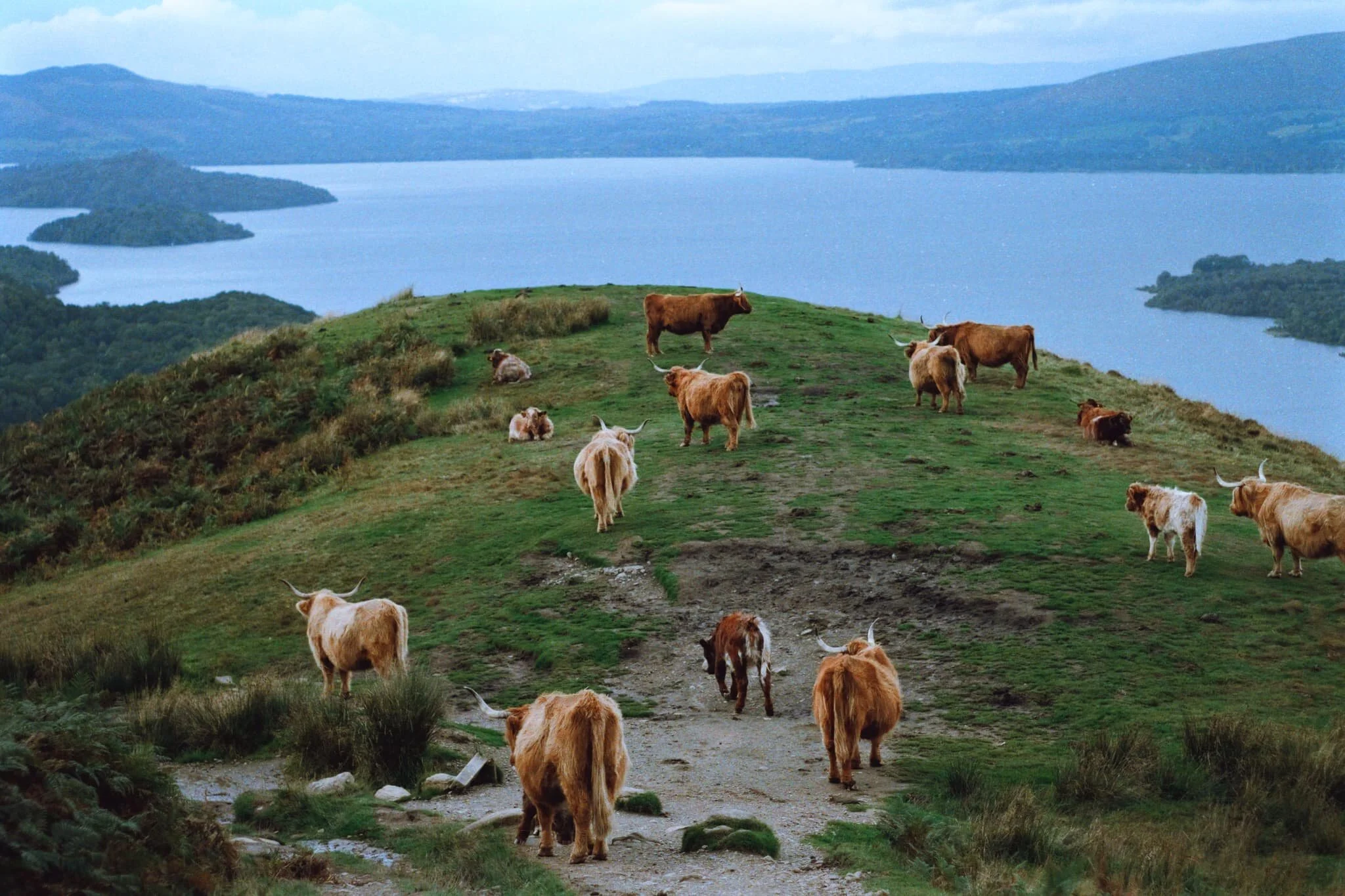  Another look back at the Highland cows. Pretty damn good view they&rsquo;re enjoying; I can see why they&rsquo;re there. 