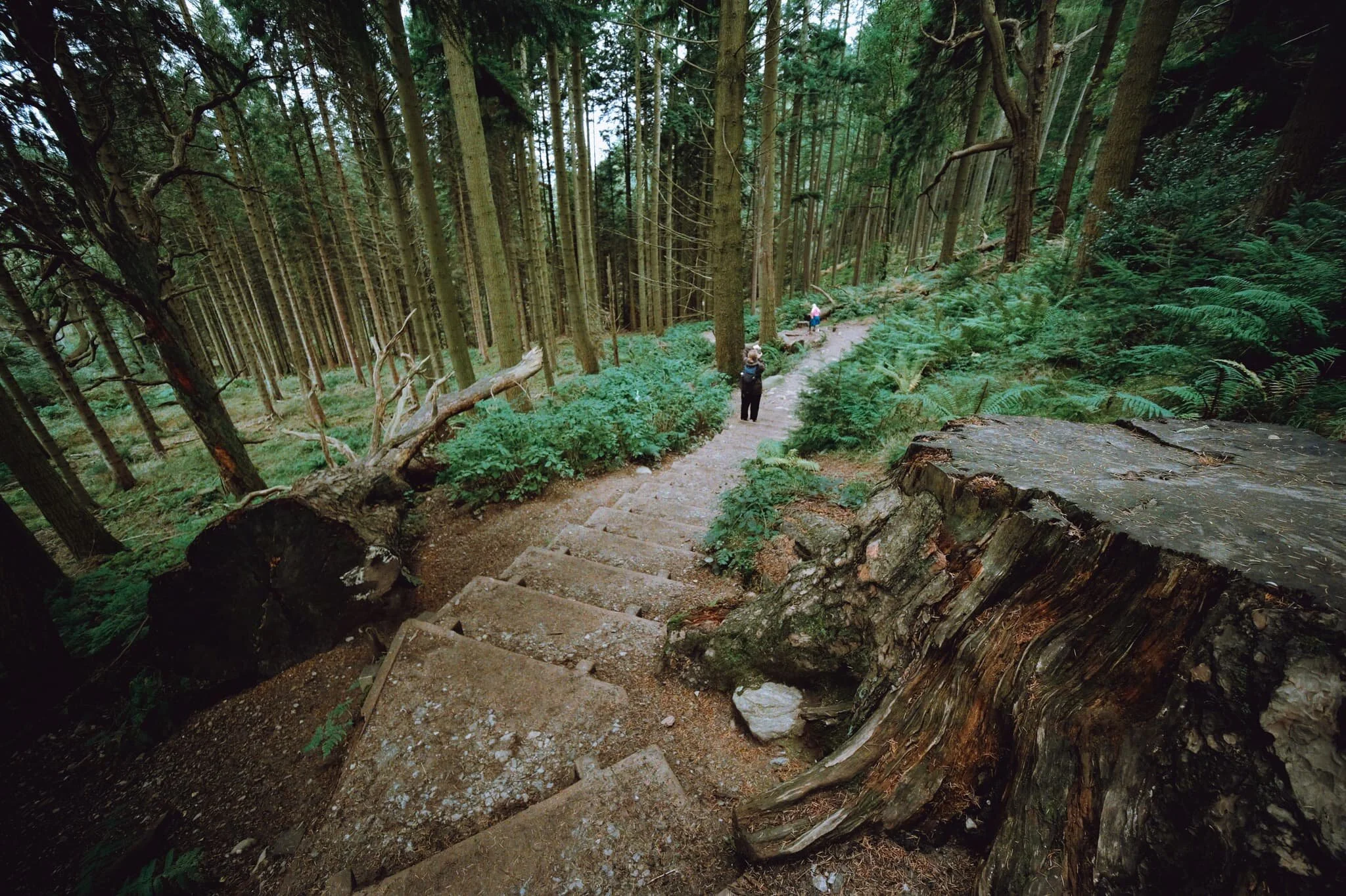  There&rsquo;s something lovely about the soft light you get in woodland. No wonder &ldquo;forest bathing&rdquo; is a thing. 