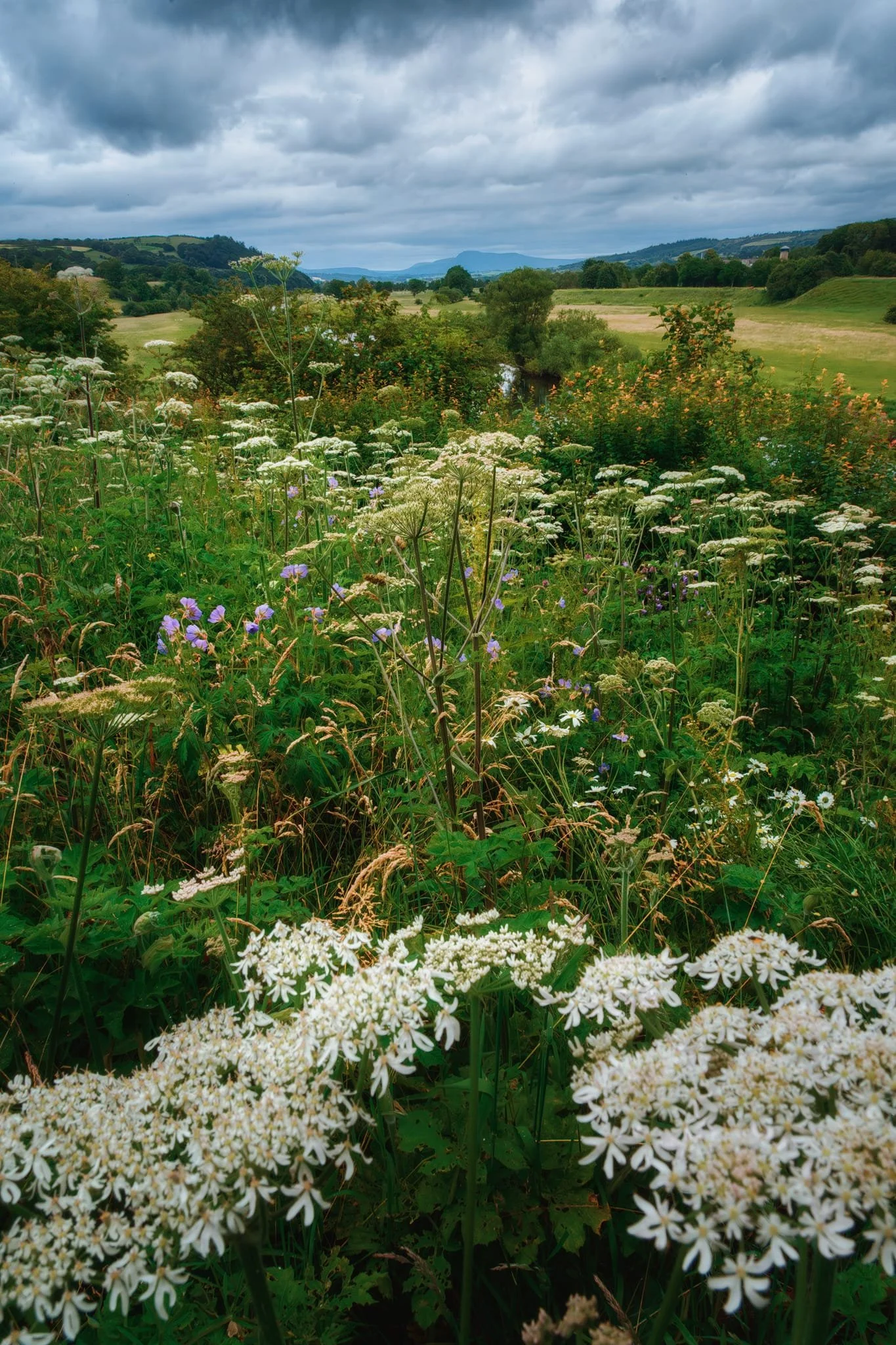  Passing over the eastern viaduct, we made a small detour to the Crook &lsquo;o Lune picnic site. It&rsquo;s from here that one can enjoy variations of Turner&rsquo;s view that he famously painted. An explosion of summer flowers served as my foreground interest for this composition. 