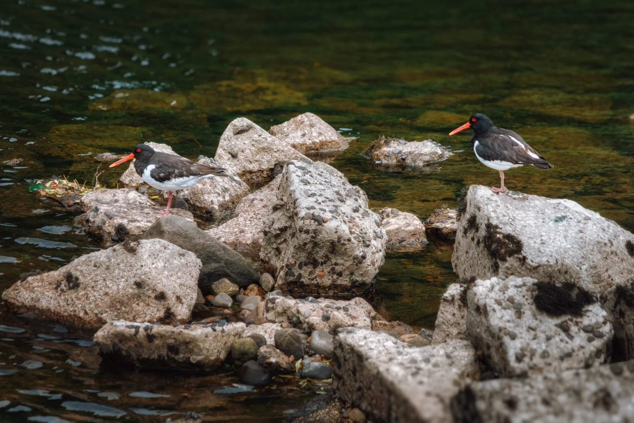  Closer to the Lune&rsquo;s shore we could make out the characteristic  peep!  sounds of Oystercatchers,  Haematopus ostralegus . I quietly crept towards the water and zoomed in to my lens&rsquo; full 240mm reach to snap these two Oystercatchers. 