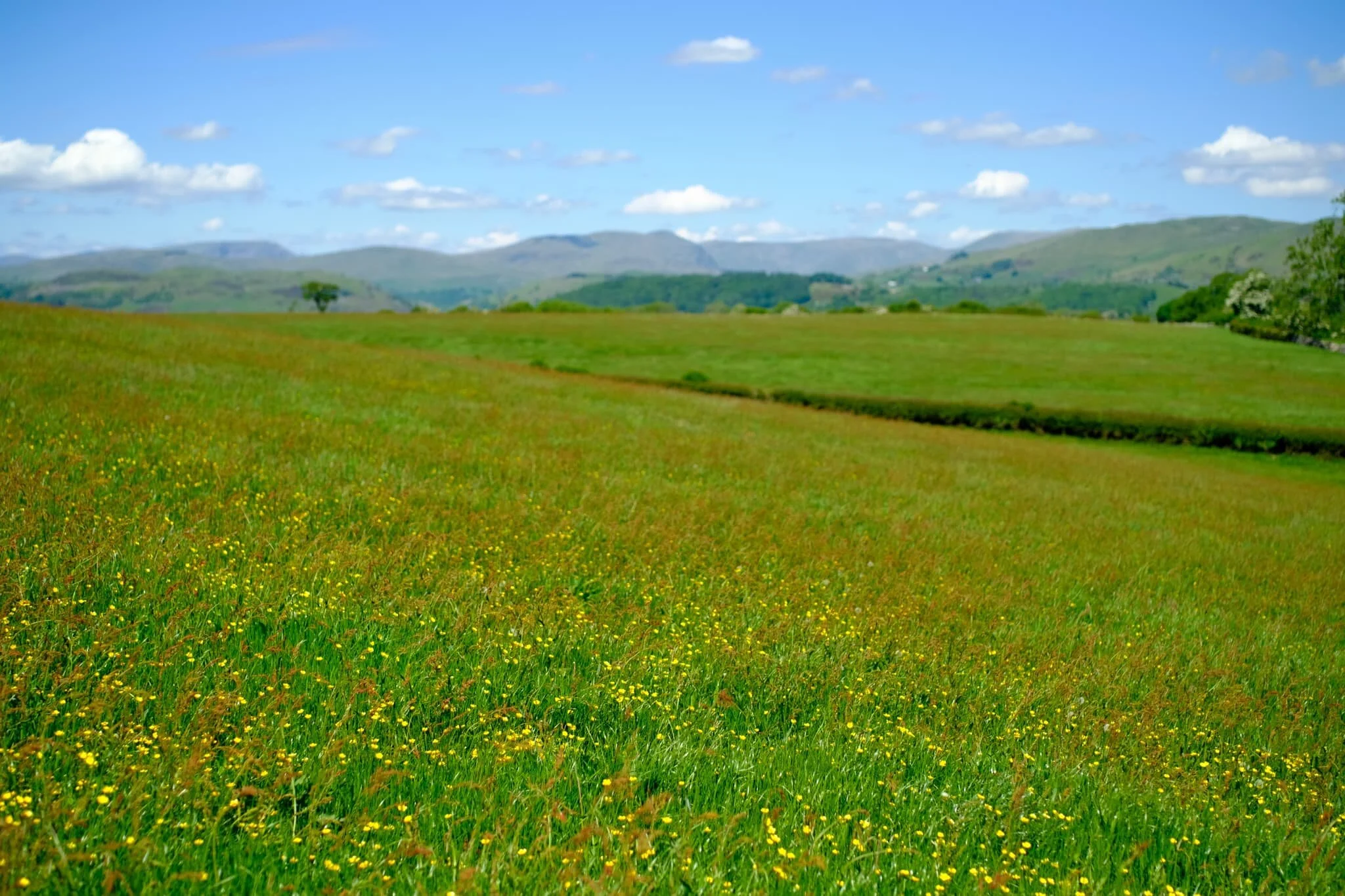  Buttercups everywhere, and the  Kentmere  fells so clear you could almost reach out and touch them. 