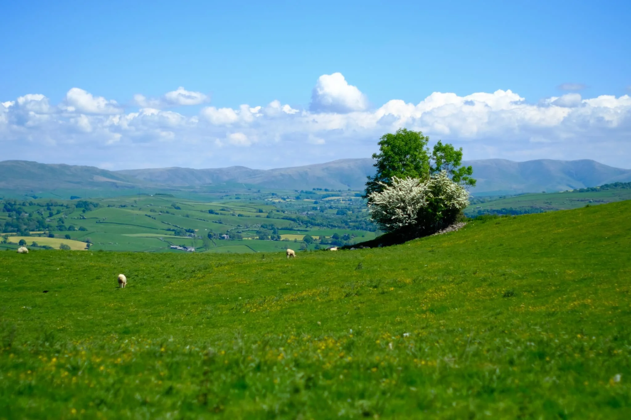  Up on Cunswick Fell, the views soon start to open up. Here is the view looking east towards the  Howgills . 