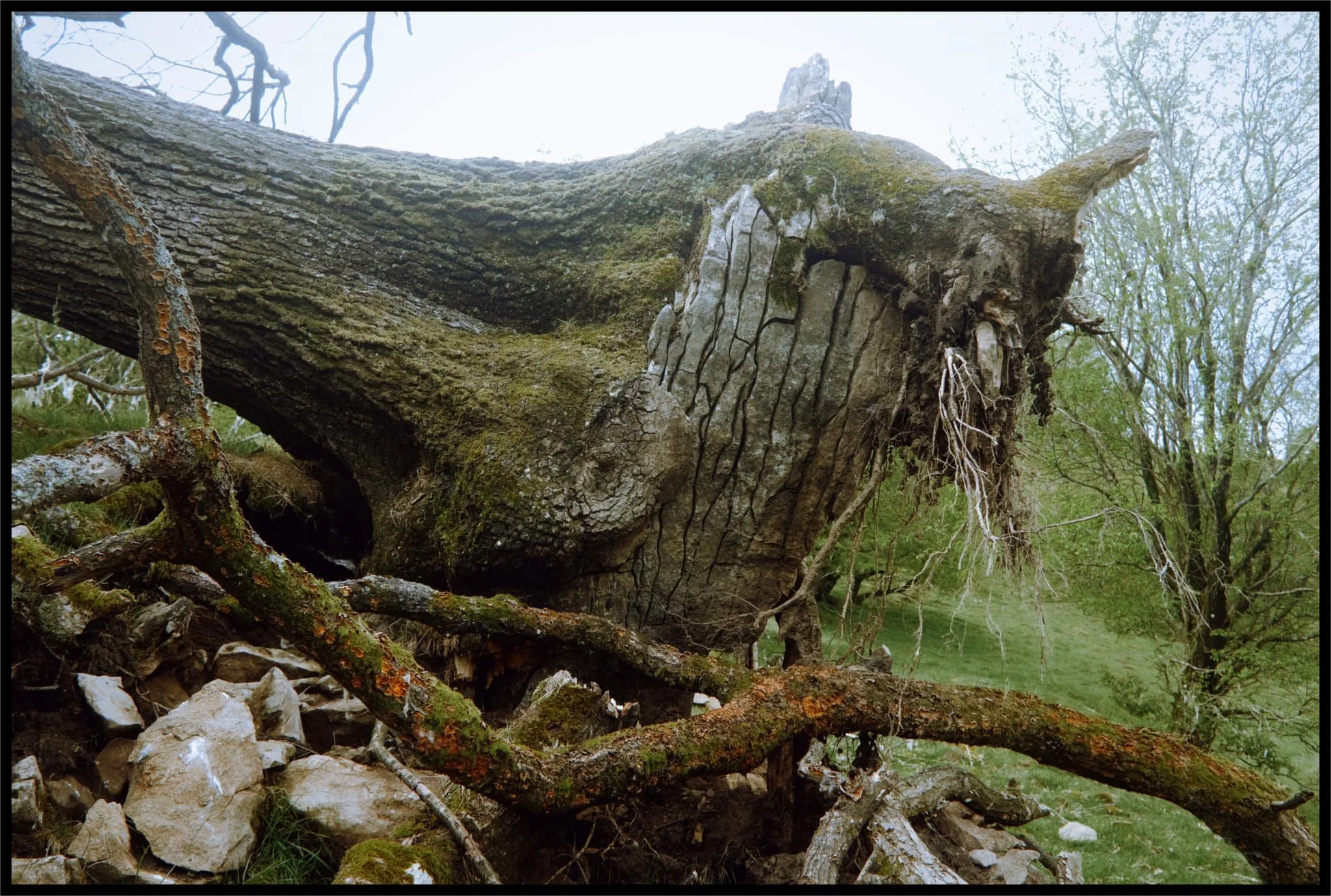  An old tree uprooted by the winter&rsquo;s storms, taking a chunk of limestone with it. 